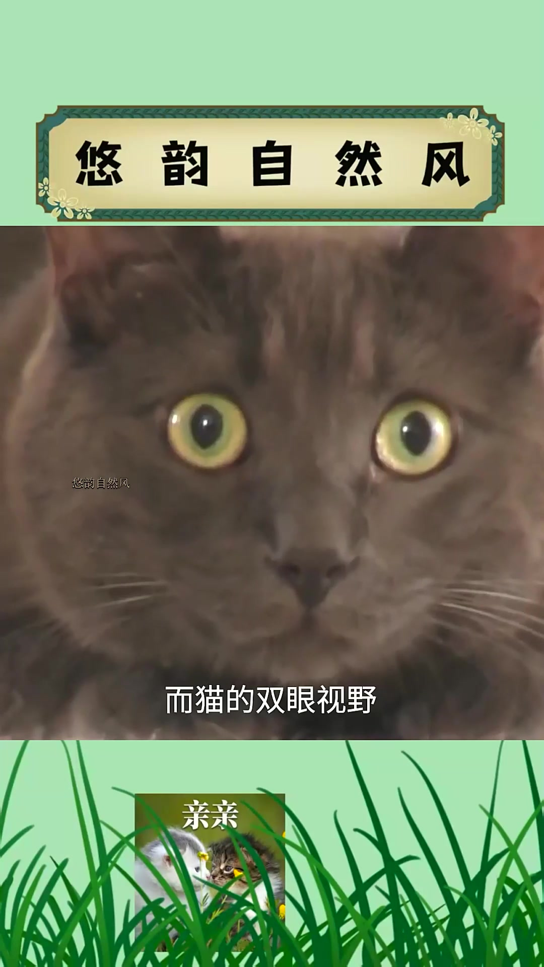 猫咪眼里的世界是什么样?铲屎官们了解你家的猫吗?