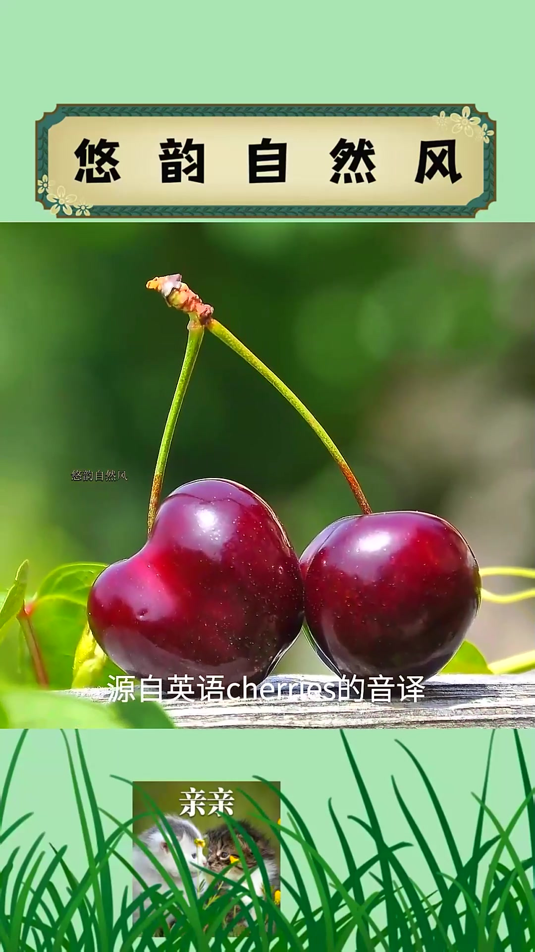 你实现车厘子自由了吗?车厘子和樱桃究竟是什么关系?
