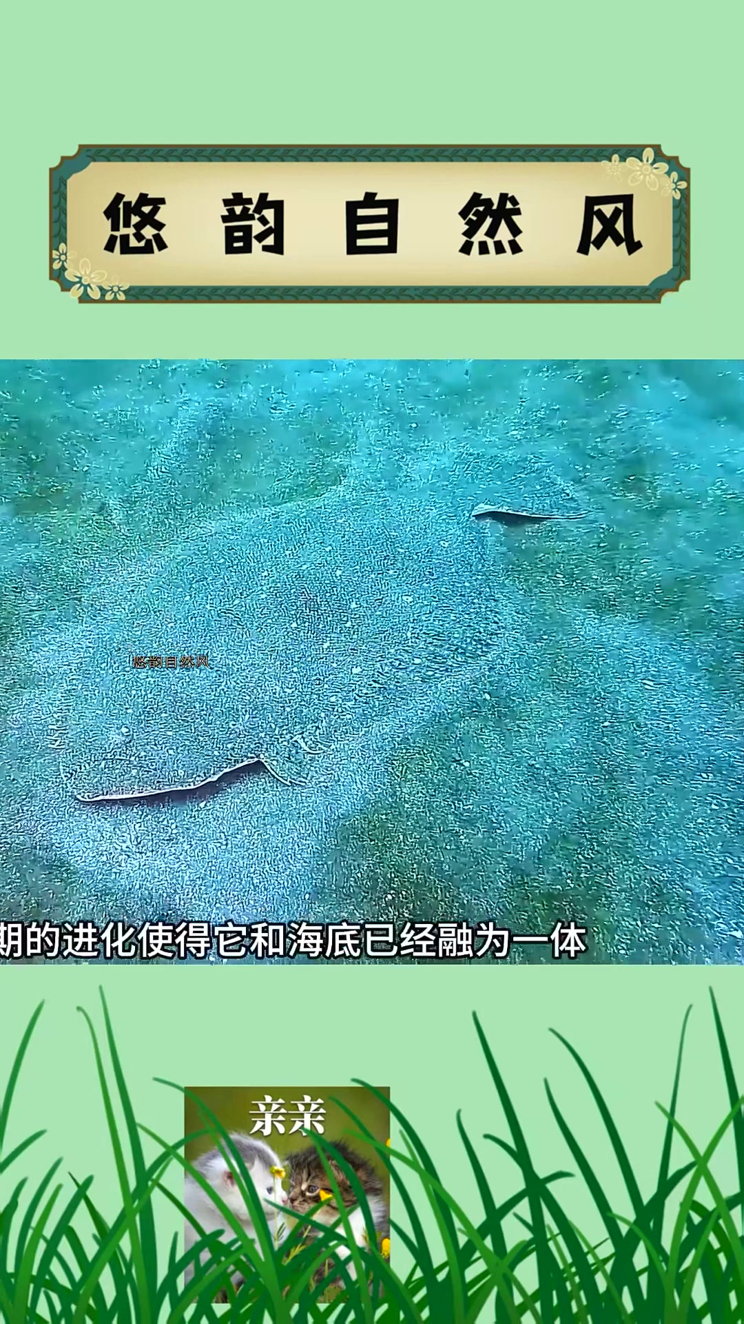 比目鱼迅猛偷袭猎物