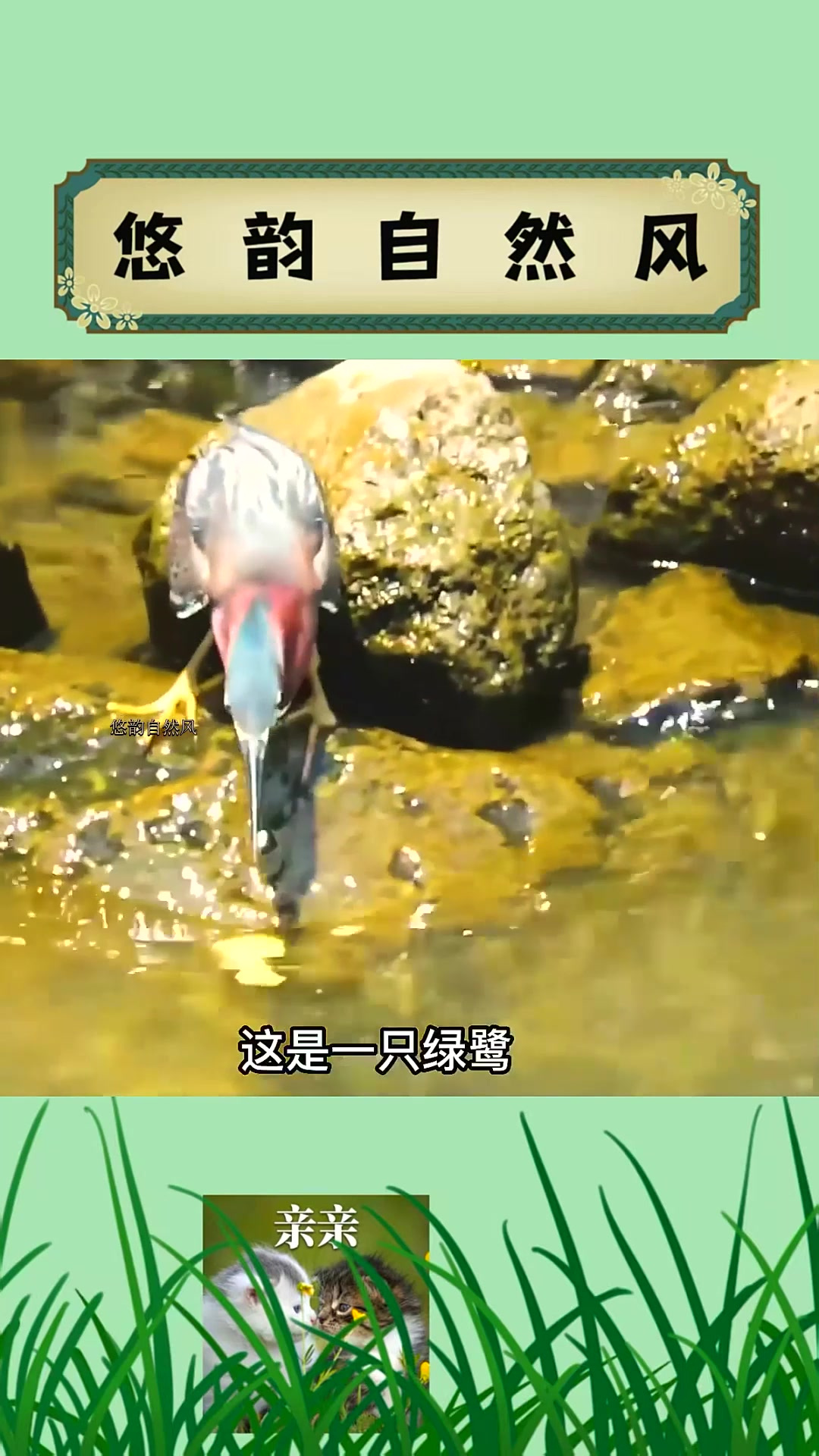 会钓鱼的鸟——绿鹭