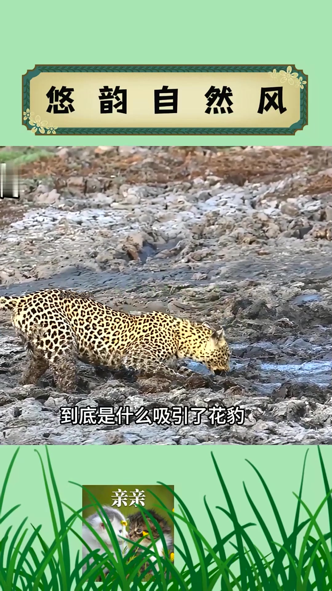 花豹半夜跑到泥潭里抓鱼吃