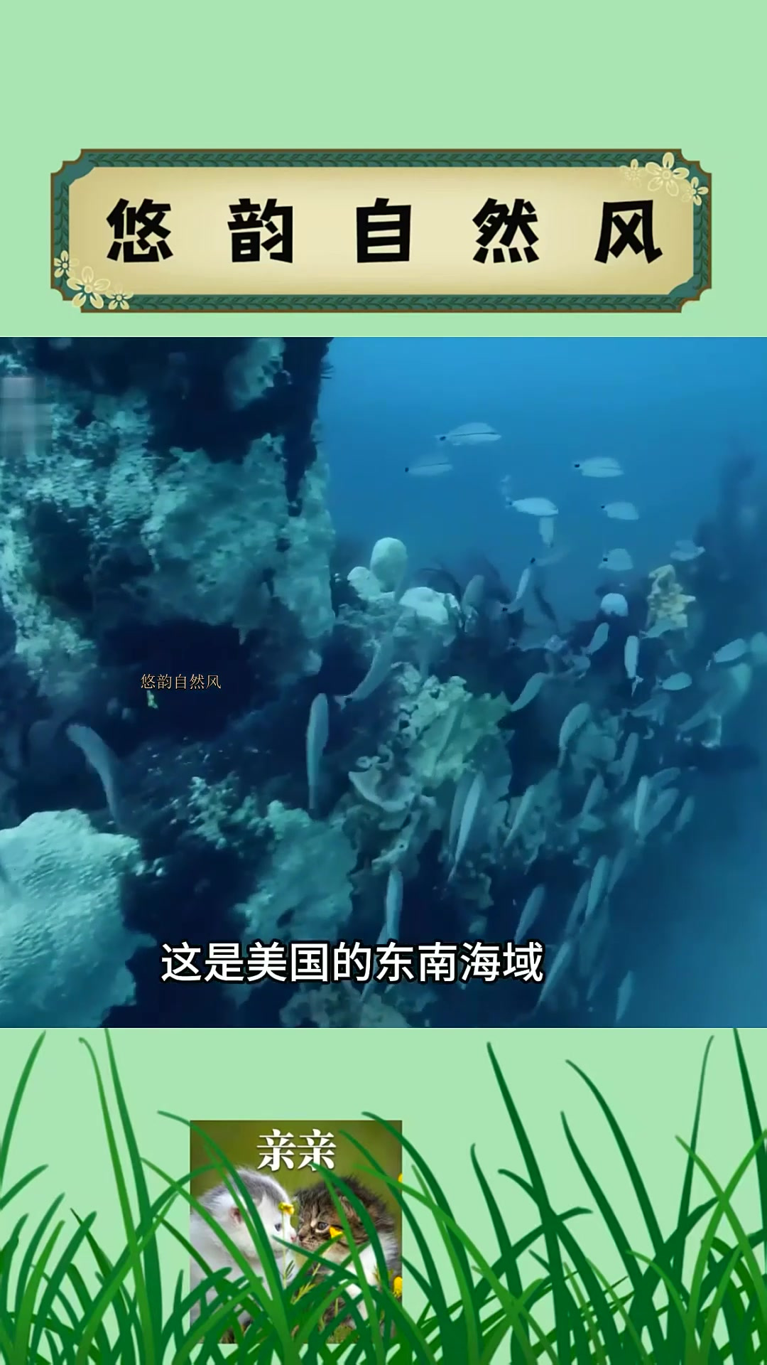 泛滥成灾的狮子鱼,还很好吃呢