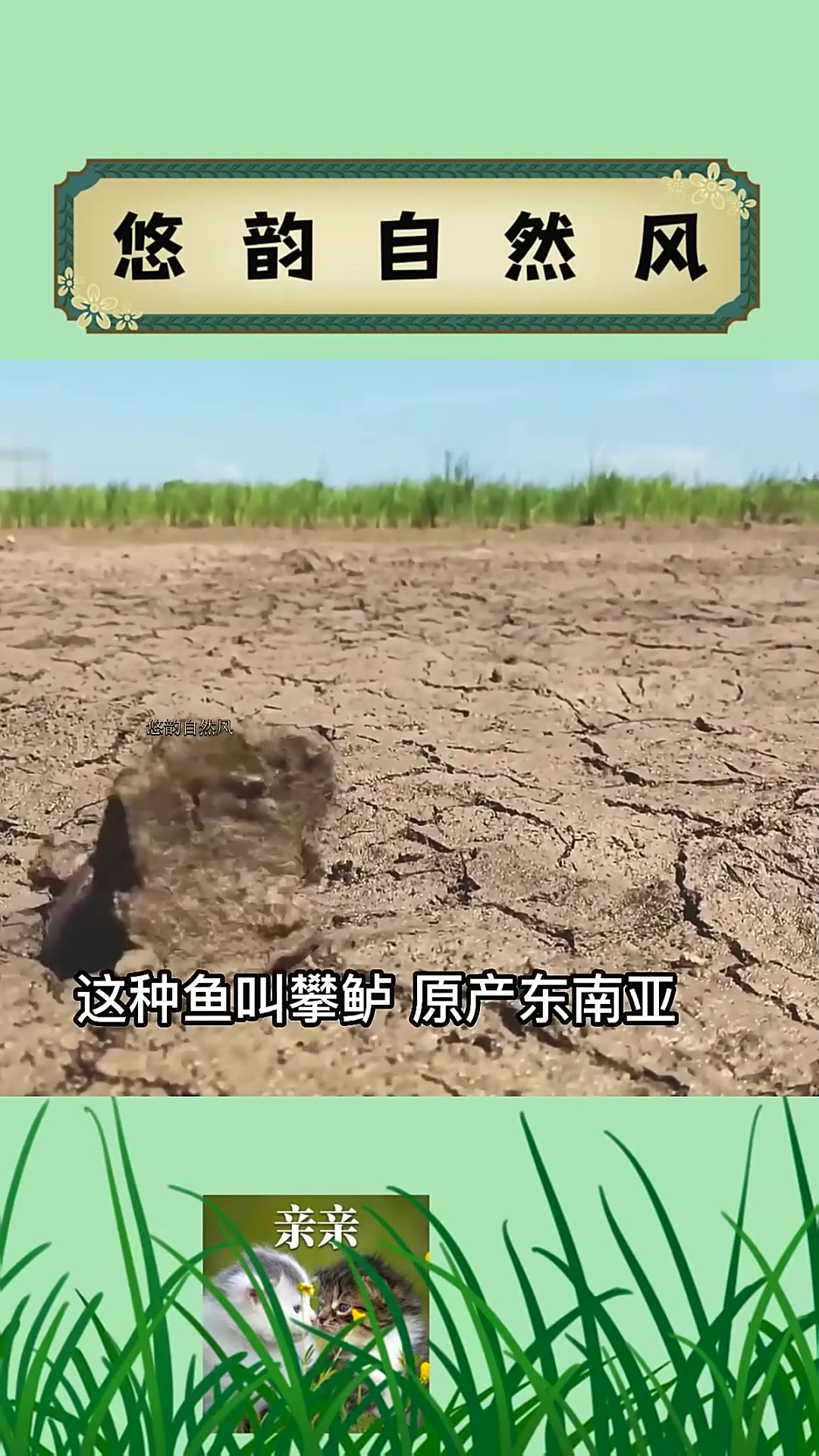 会走路和爬树的鱼,还很好吃