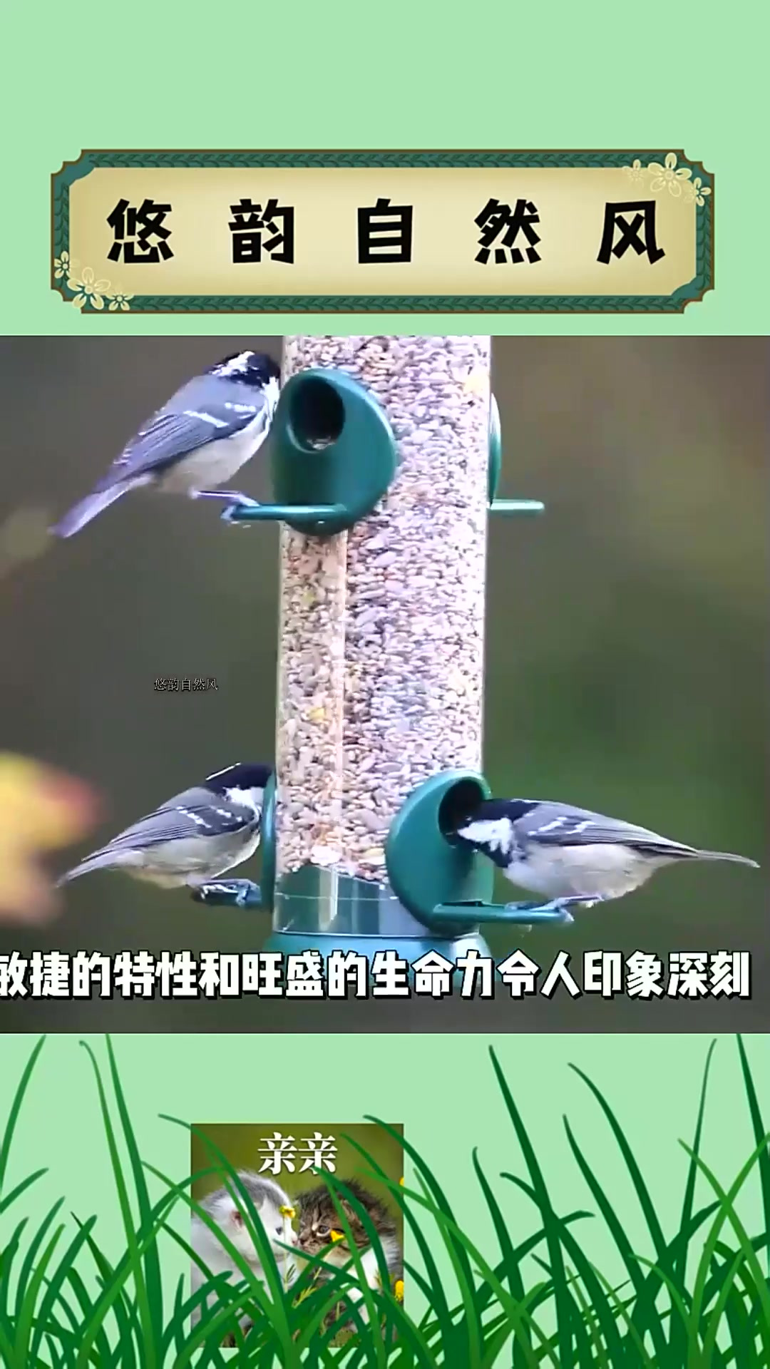 大山雀除了猎杀同类!竟然还会对蝙蝠下手,没想到这小家伙这么凶