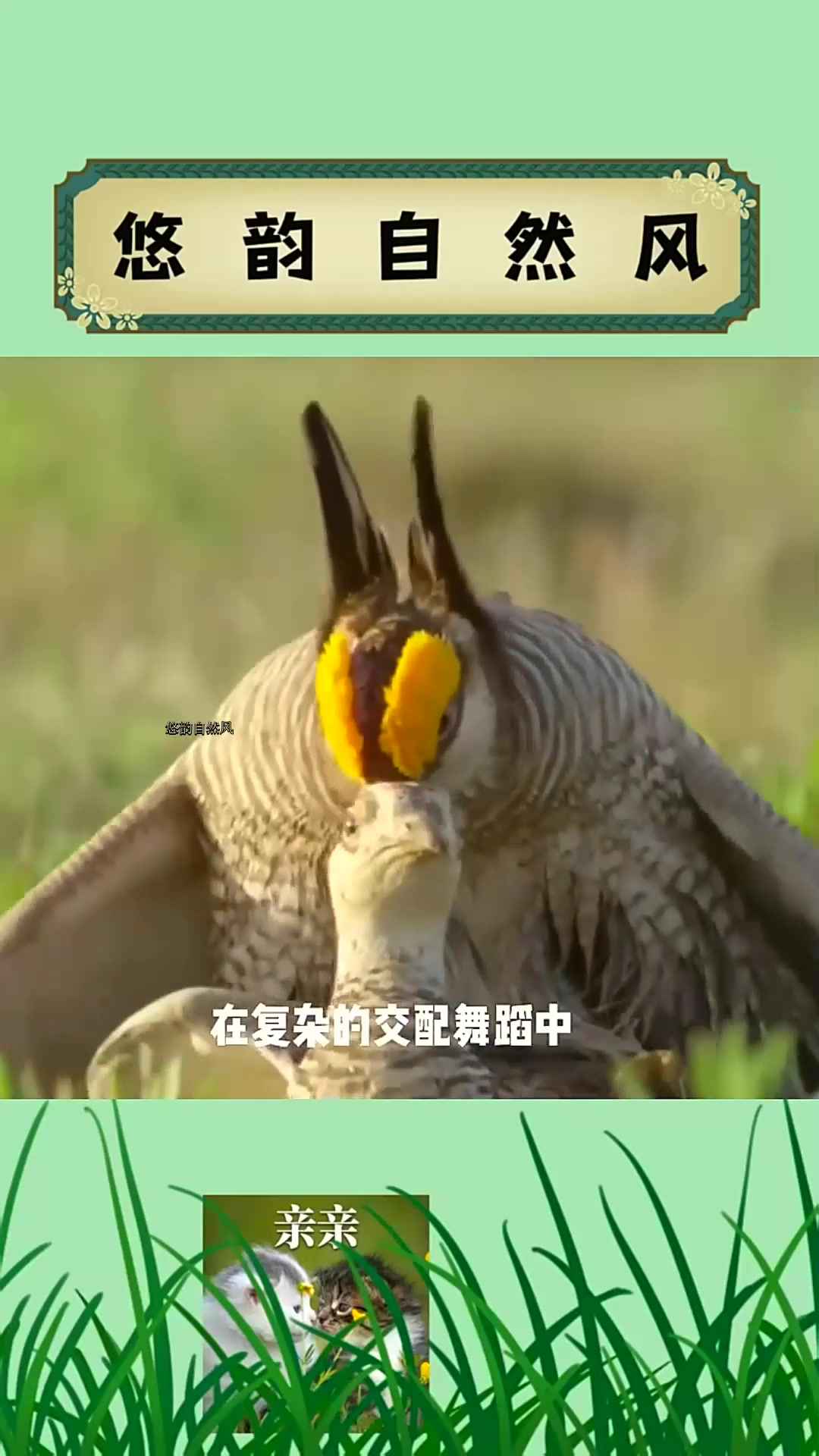 草原鸡奇葩求偶方式!脖子撑得像气球,就不怕被树枝扎破吗