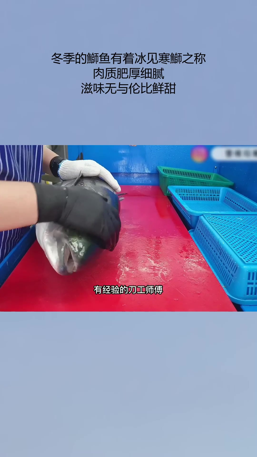 冬季的鰤鱼有着冰见寒鰤之称,肉质肥厚细腻,滋味无与伦比鲜甜