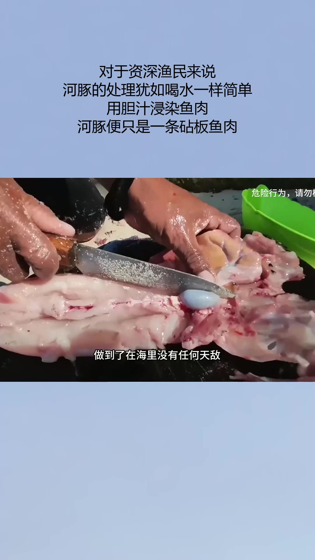 对于资深渔民来说,河豚的处理犹如喝水一样简单,用胆汁浸染鱼肉