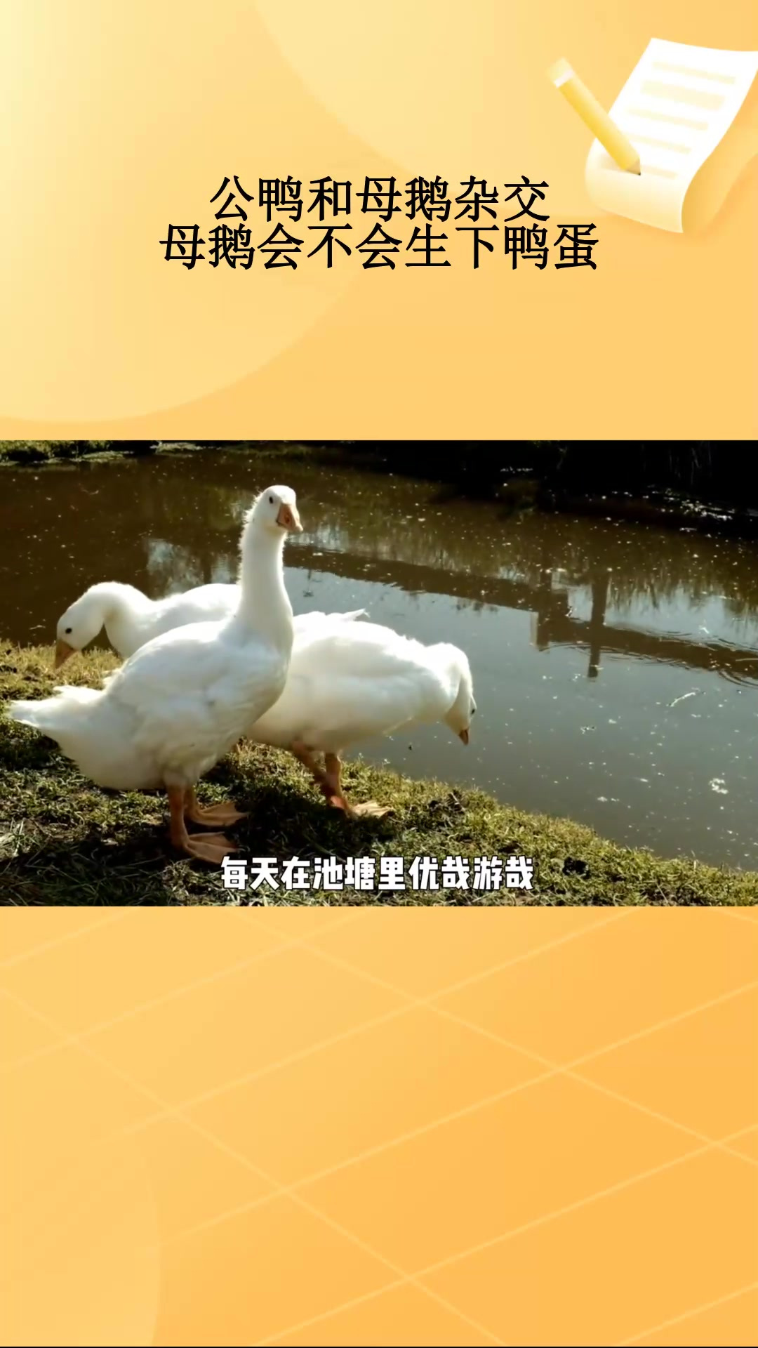 公鸭和母鹅杂交,母鹅会不会生下鸭蛋?
