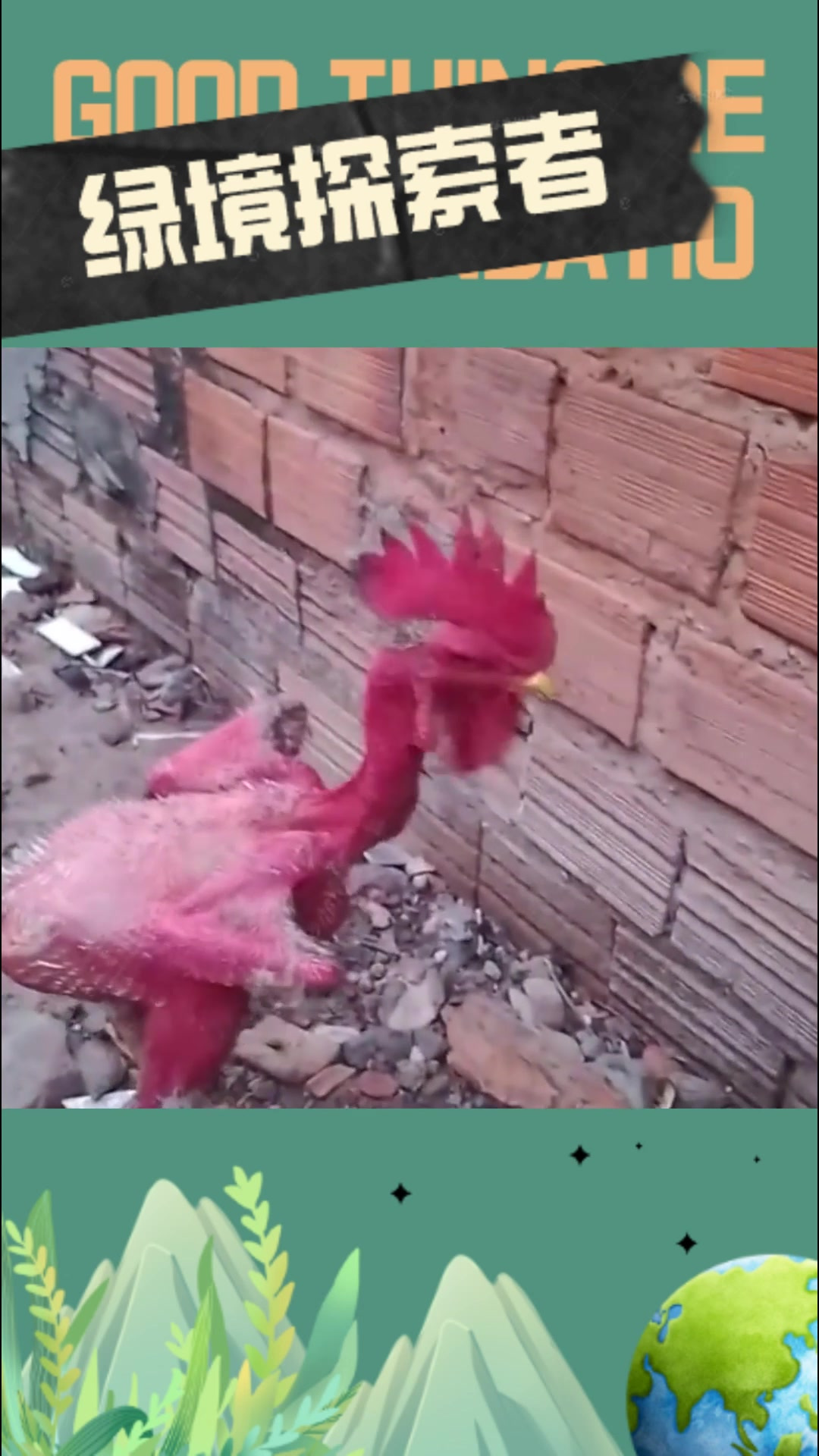 那只一毛不拔的公鸡,在鸡群中显得格外吝啬