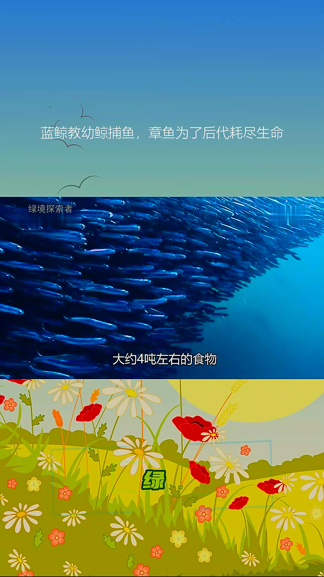 蓝鲸教幼鲸捕鱼,章鱼为了后代耗尽生命