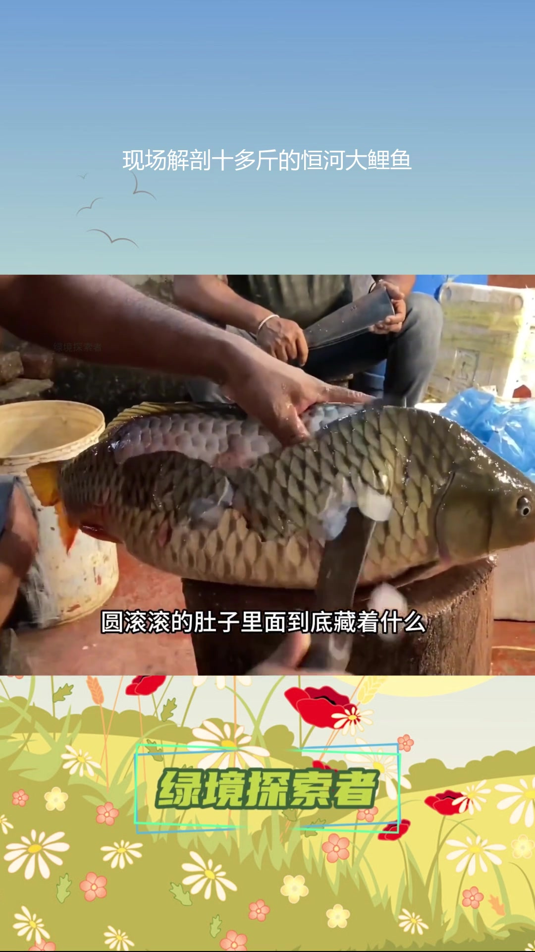 现场解剖十多斤的恒河大鲤鱼