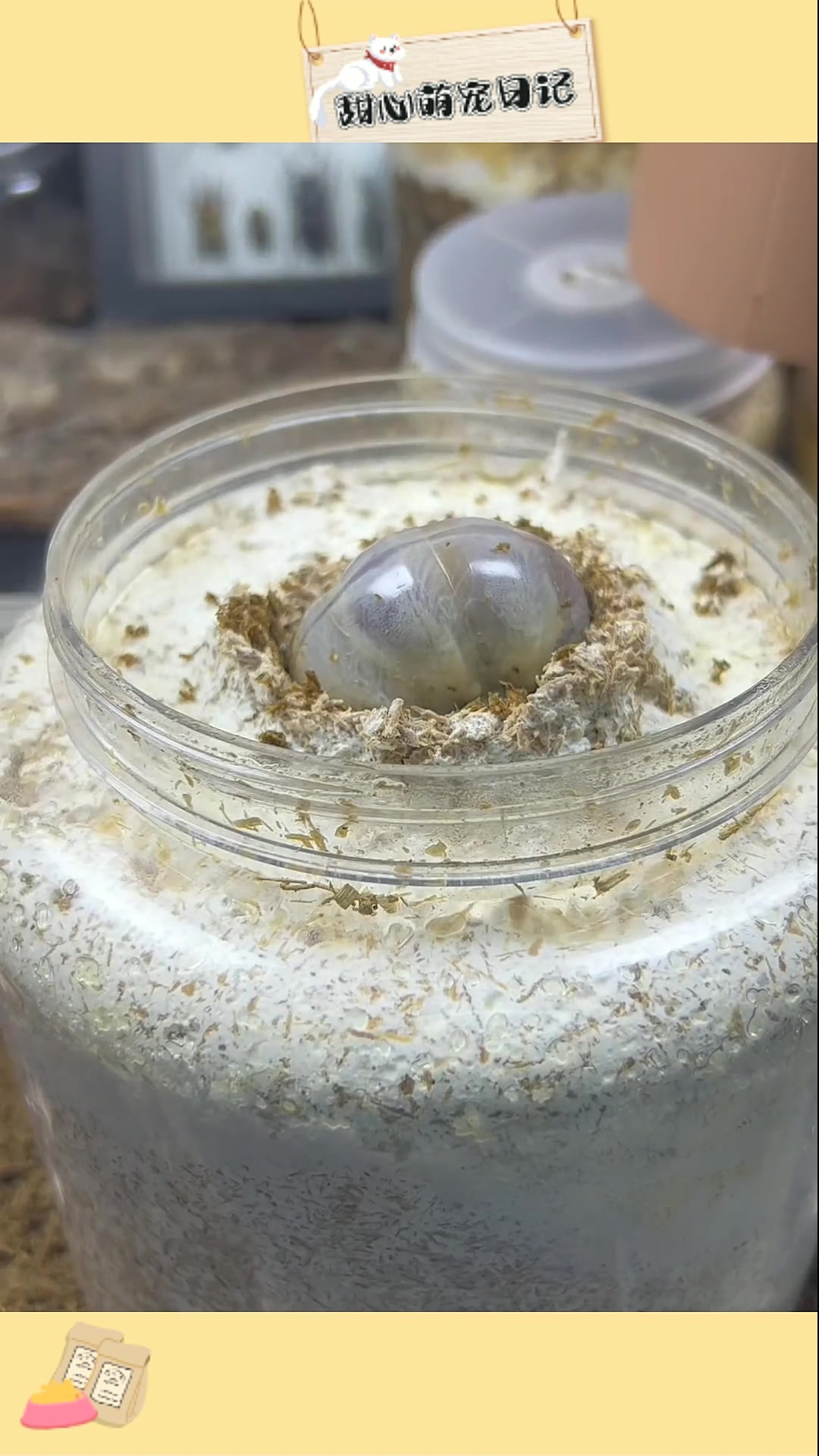 锹甲进行换菌大行动