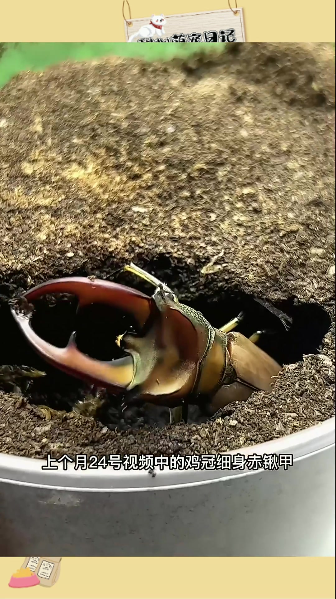 鸡冠细身赤锹甲 国产小型速成锹形虫 饲养非常简单