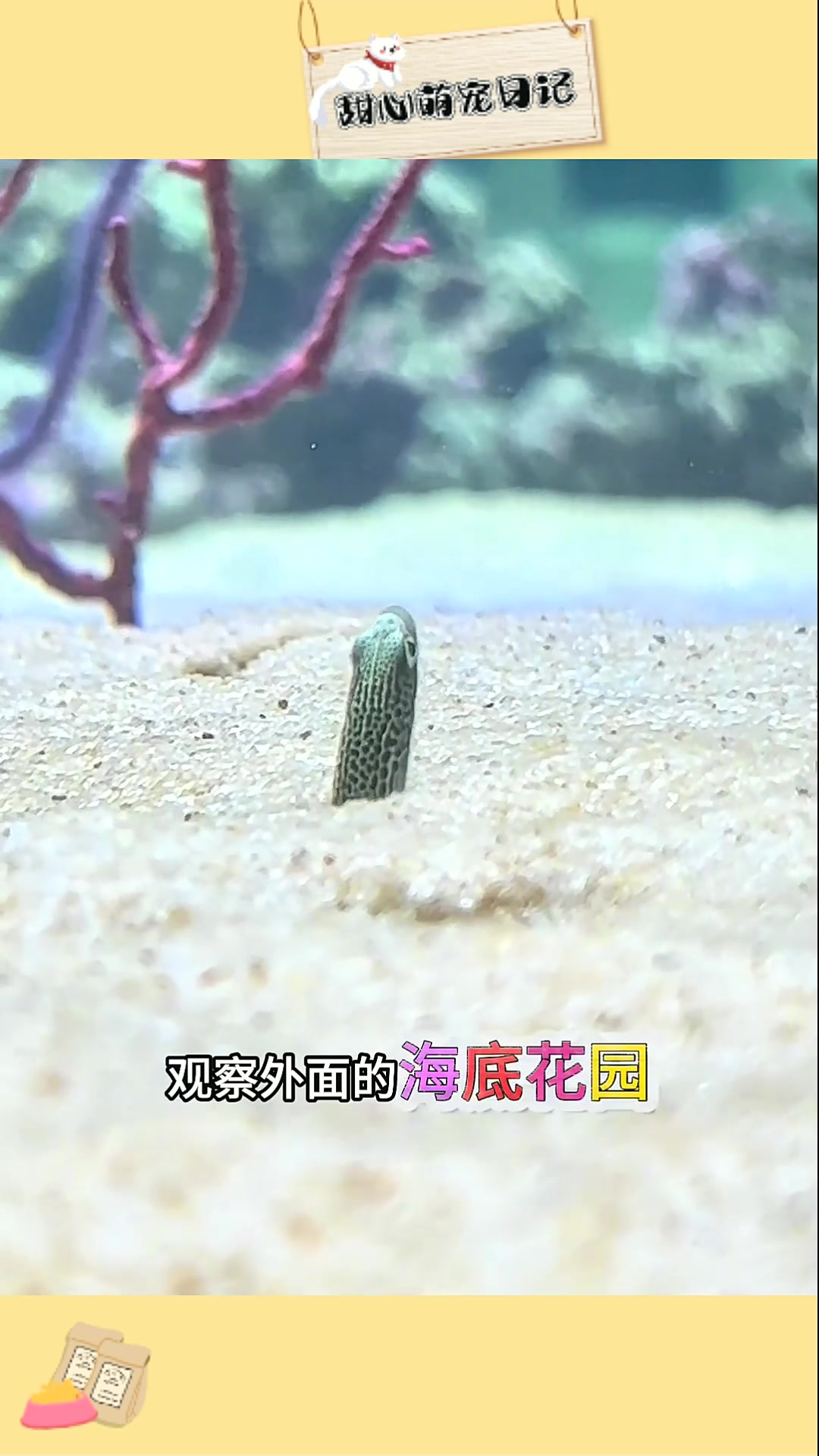 从没见过这么炫酷的鳗鱼,太惊艳!