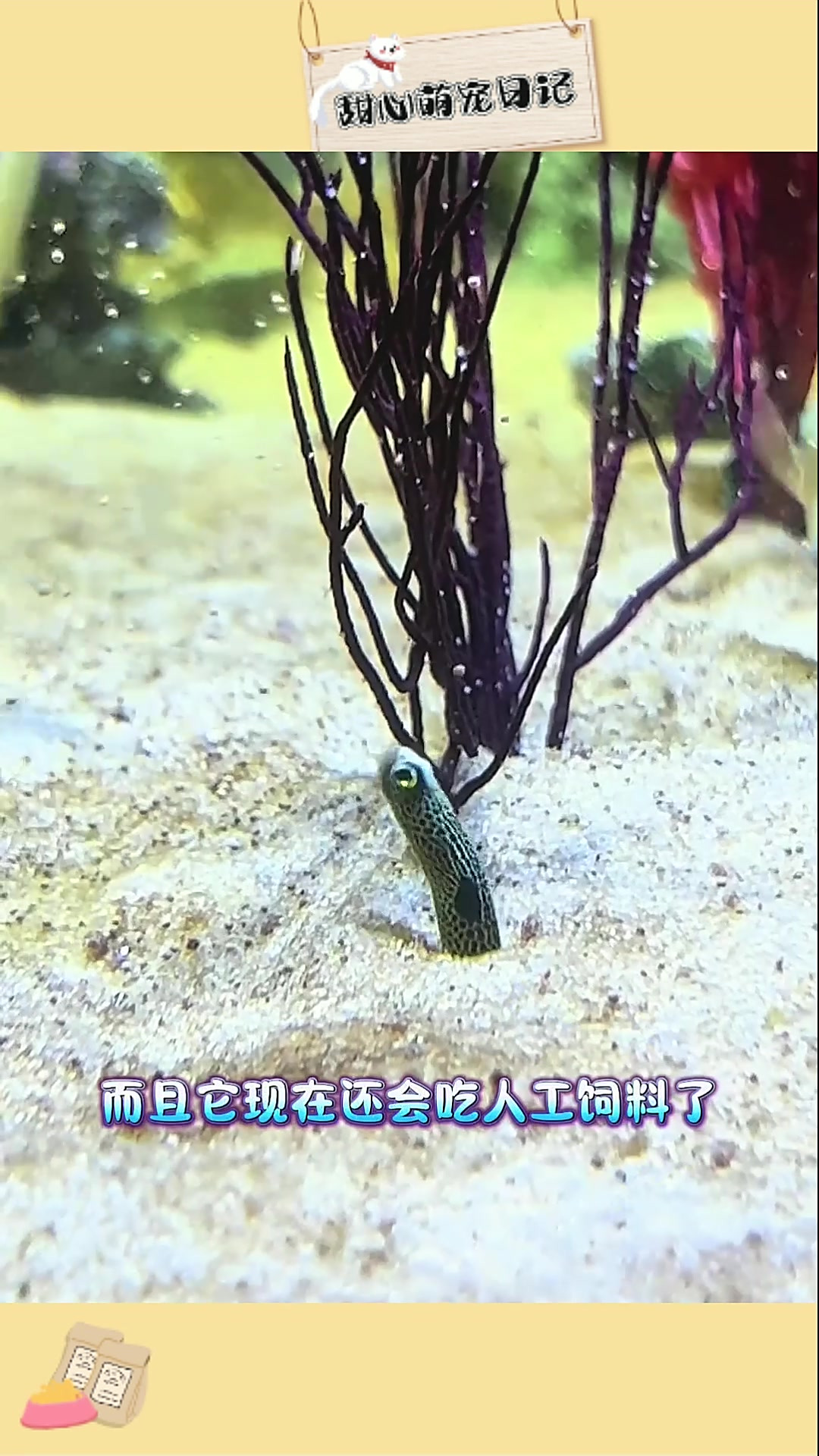 打造 “菊苑”,给小菊鳗安个家