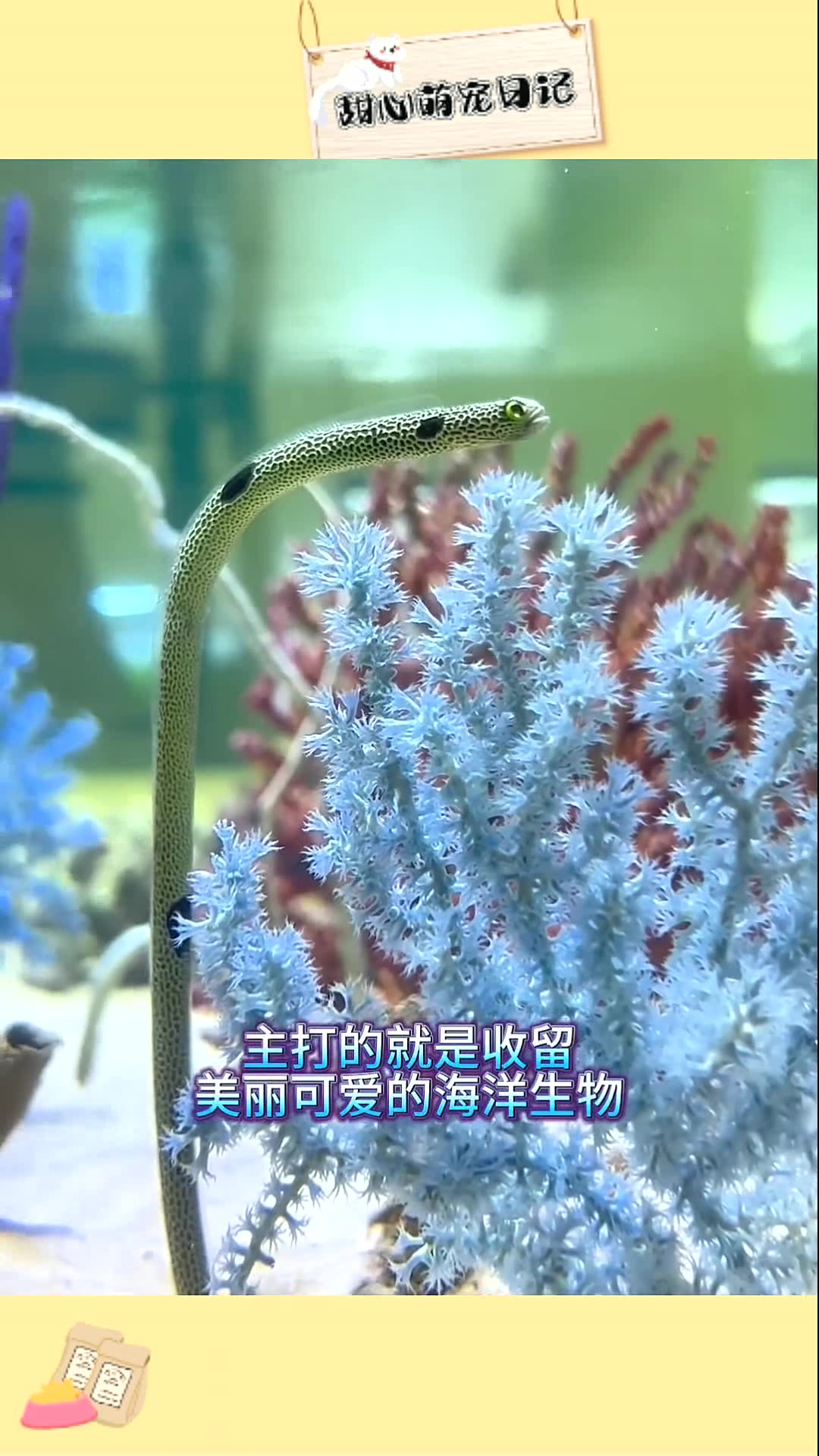 解救被污染海洋中像小蜜蜂的鱼!