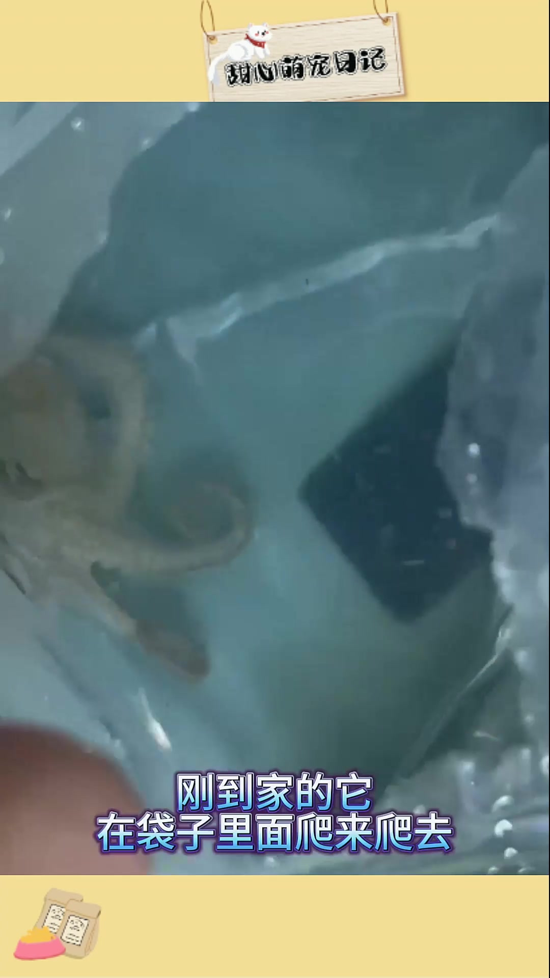 记录短蛸章鱼短短的一生,好感慨