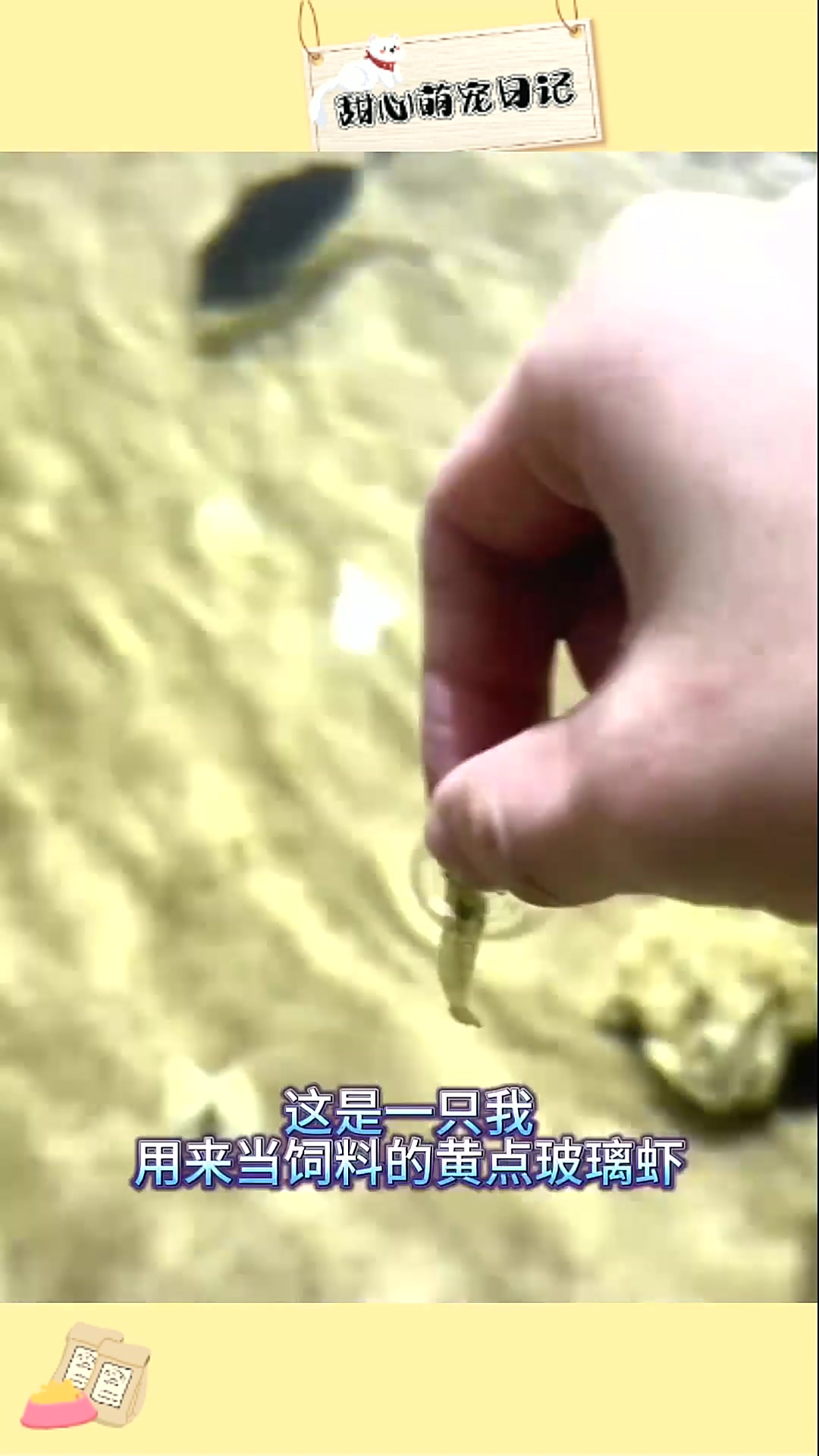 记录小宠物们积极干饭的可爱瞬间!