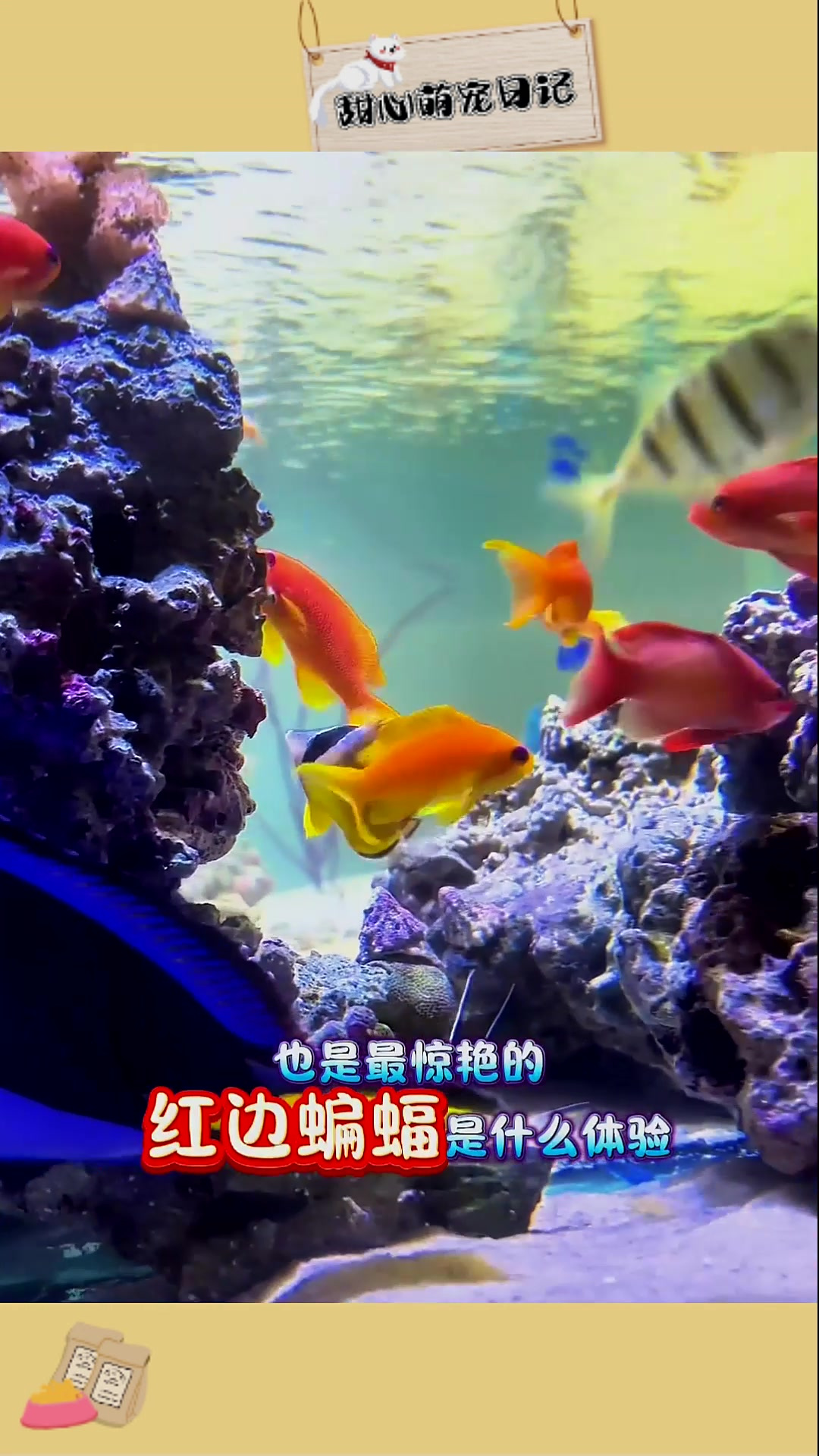 像从童话跑出的小精灵,超梦幻