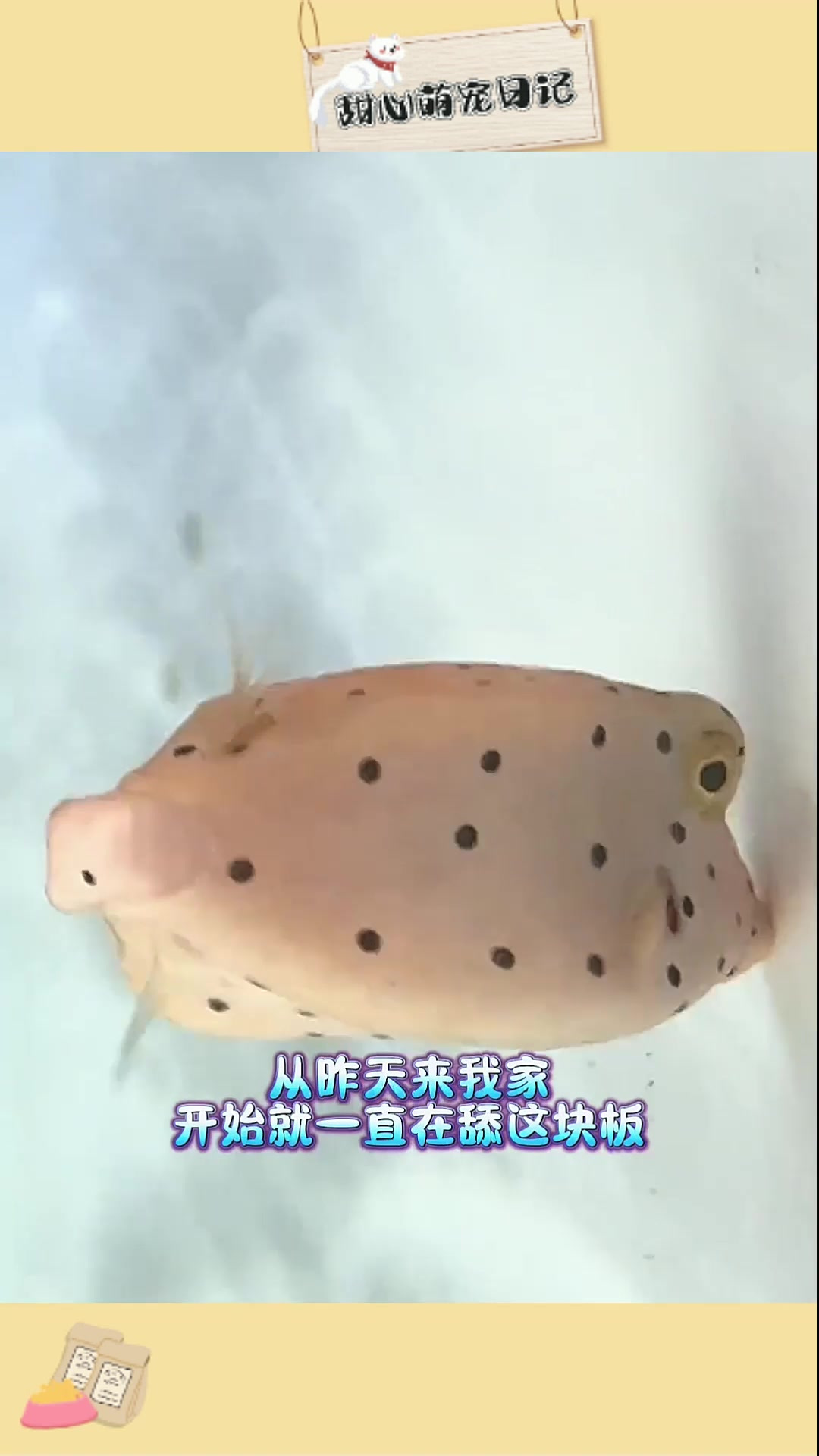 鱼的记忆,不止三秒的秘密