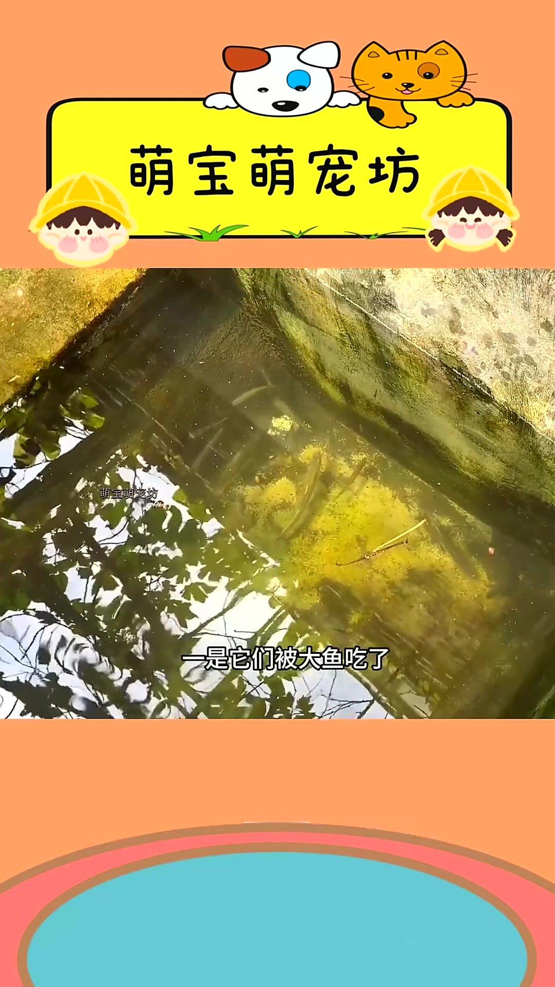 鳑鲏还是养在鱼缸里好看
