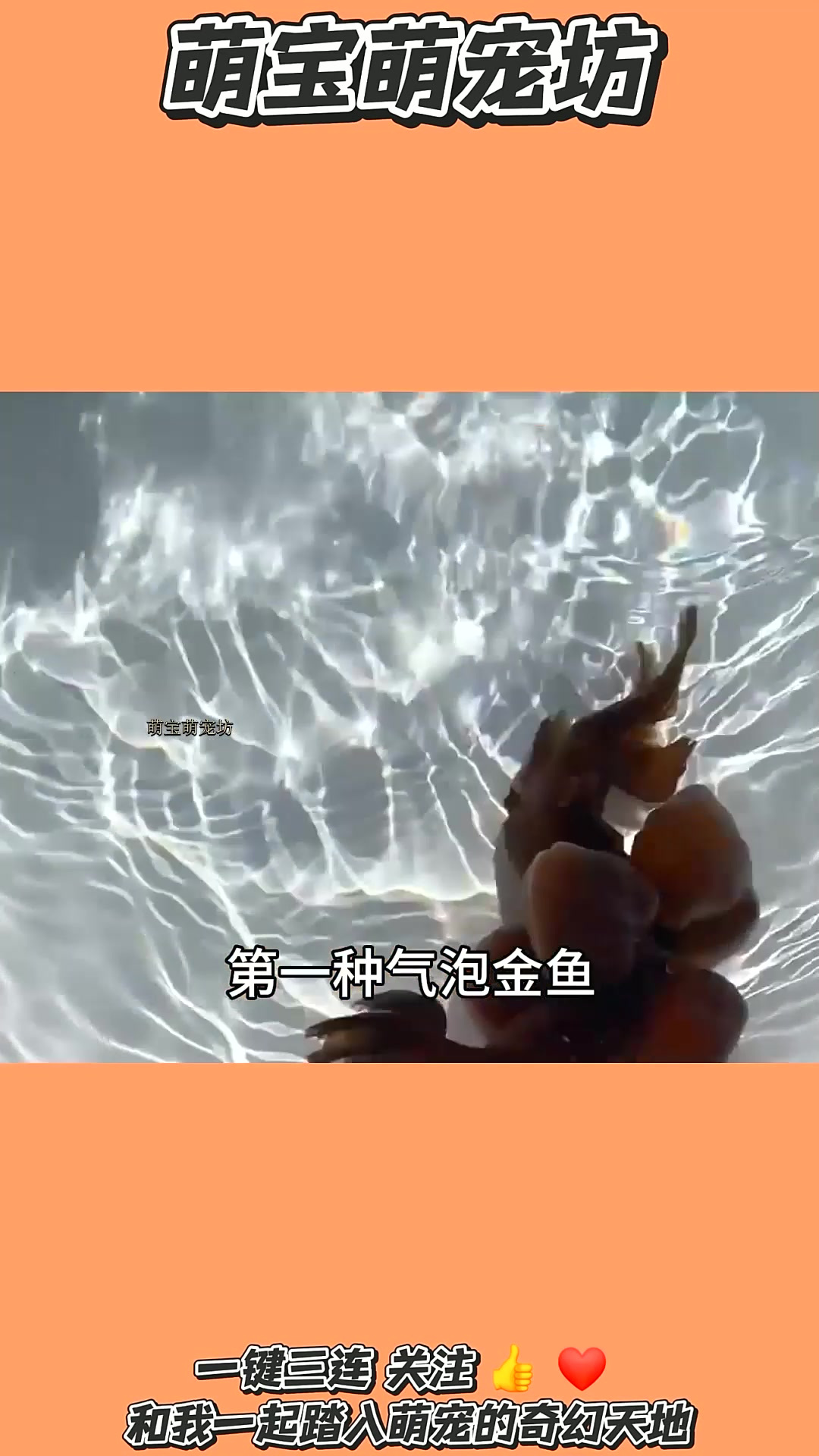 你养过金鱼嘛一起学习一下