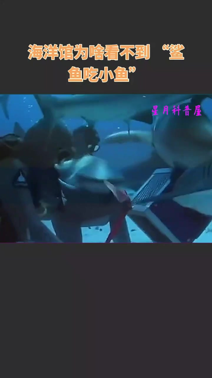 海洋馆为啥看不到 “鲨鱼吃小鱼”?