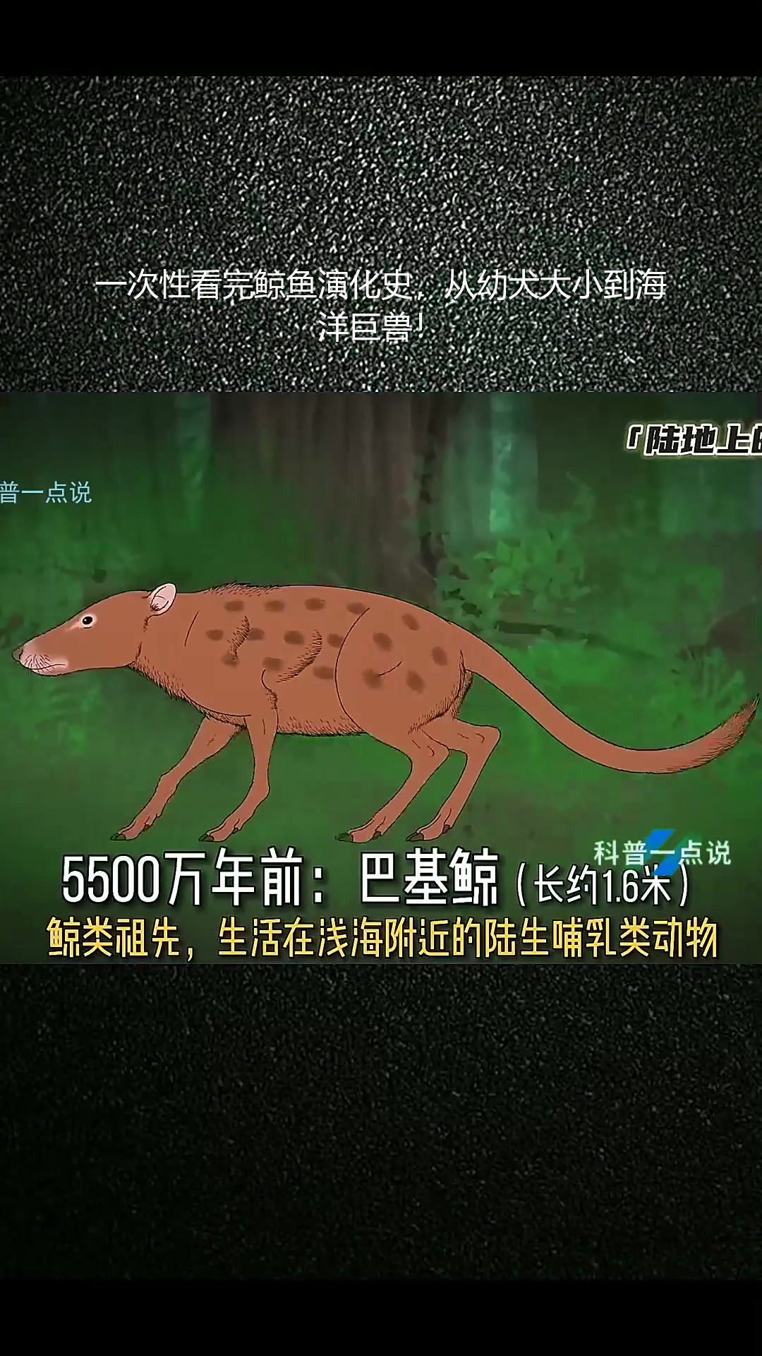 一次性看完鲸鱼演化史,从幼犬大小到海洋巨兽!