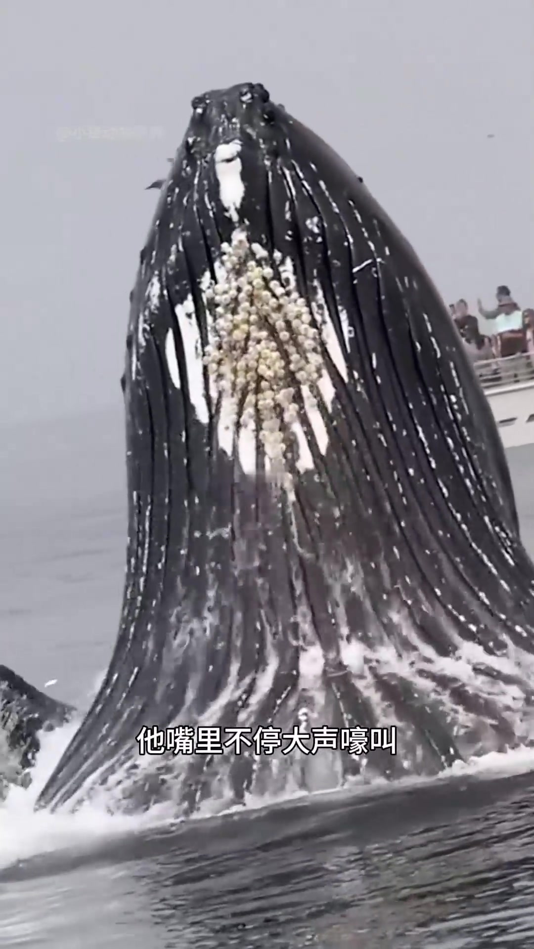 鲸鱼突然跃出水面,原来他在向人类求助!