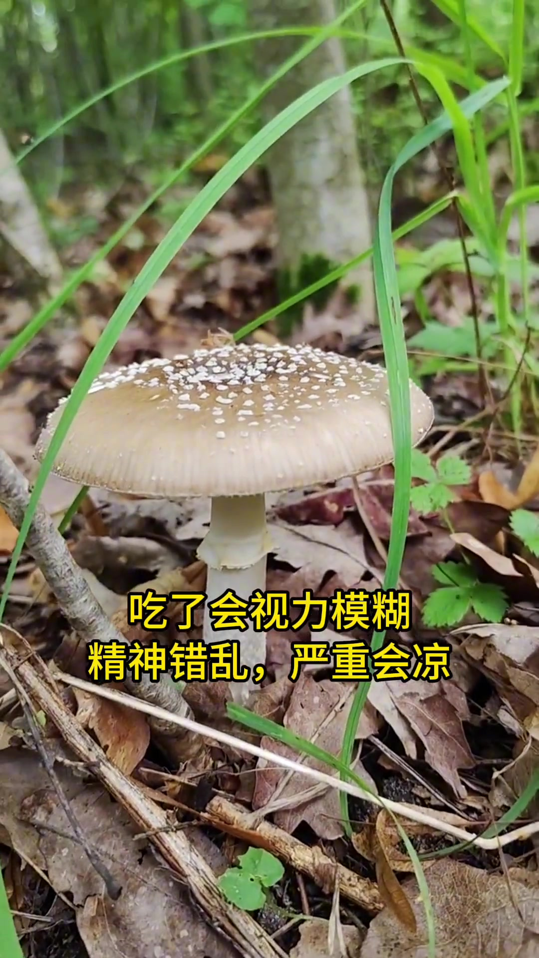 鹅膏合集