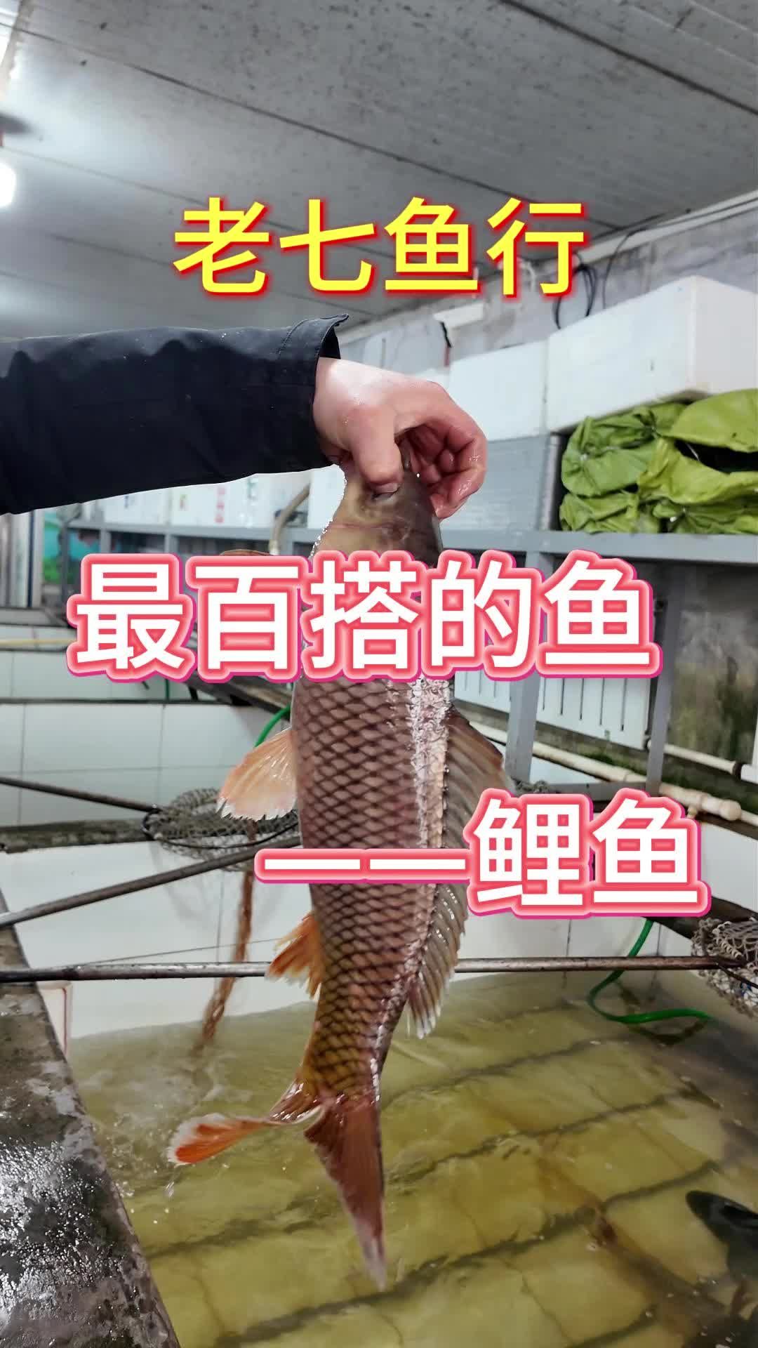 松花湖鲤鱼好吃吗 吉林鲤鱼怎么样 松花湖鲤鱼哪家好 丰满鲤鱼口感怎么样