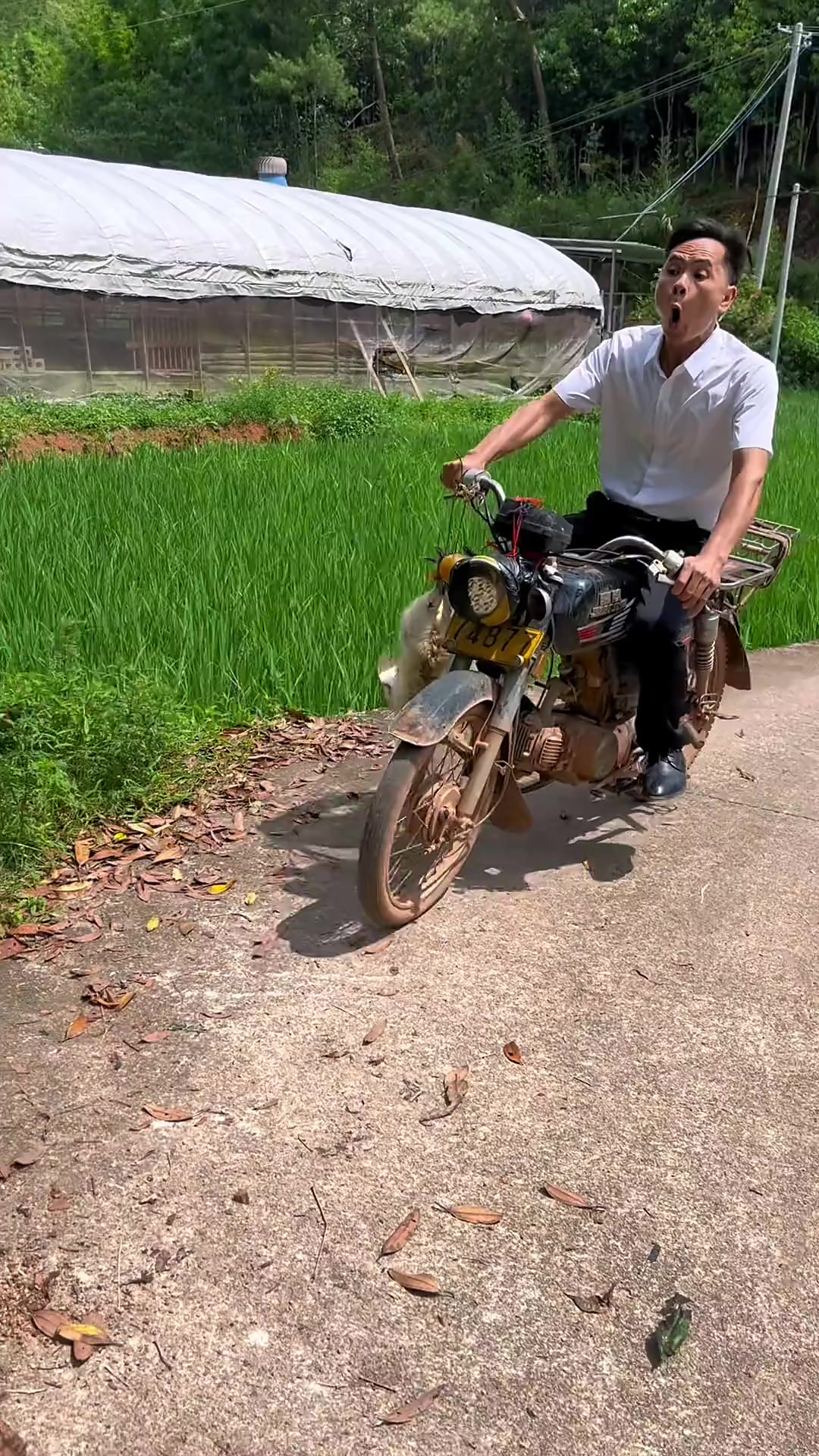 教你们做个乌鸡灵芝汤，记录一下我的乡村美食