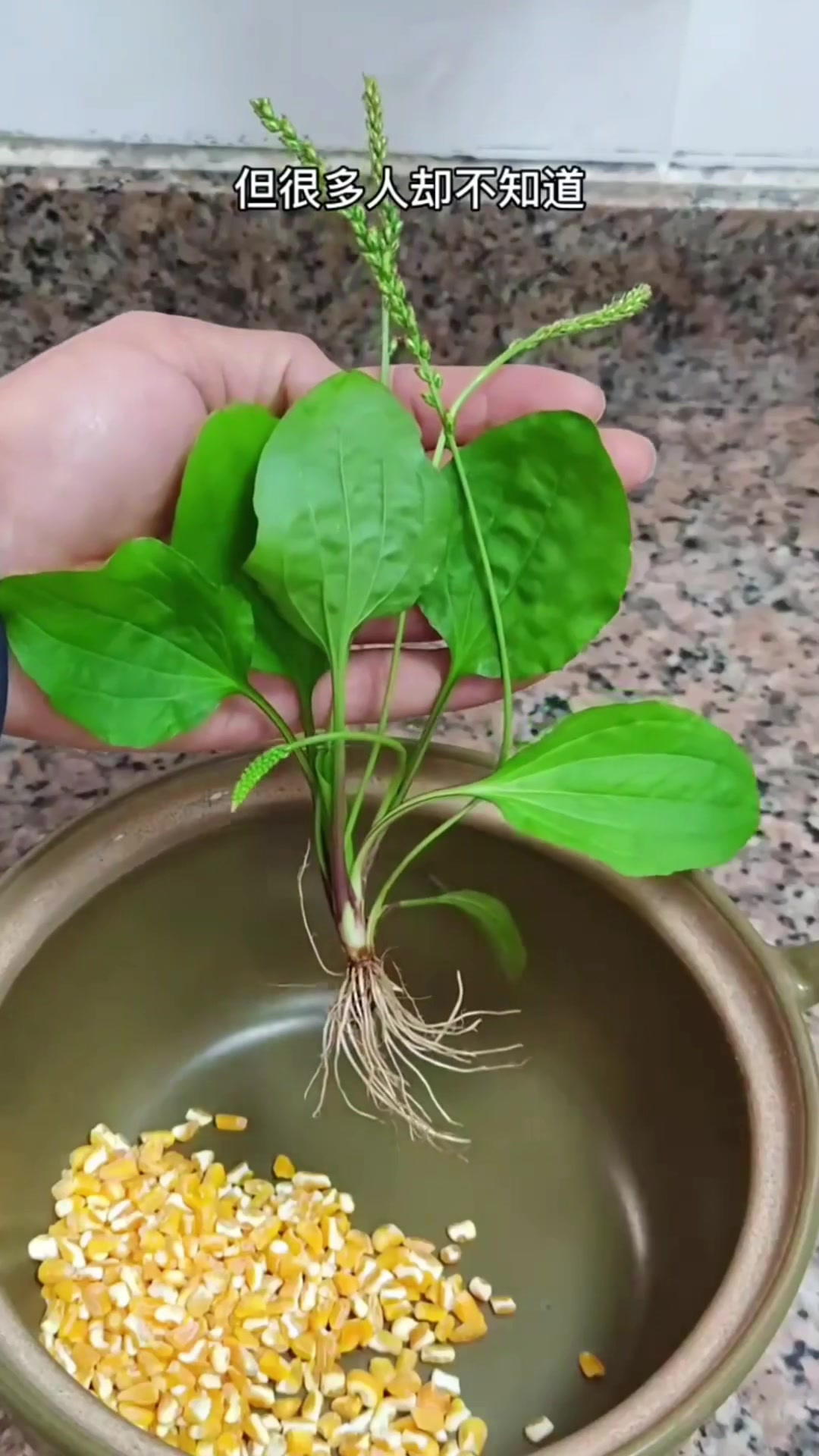 车前草,别名车轮菜、牛舌菜、灰盆菜