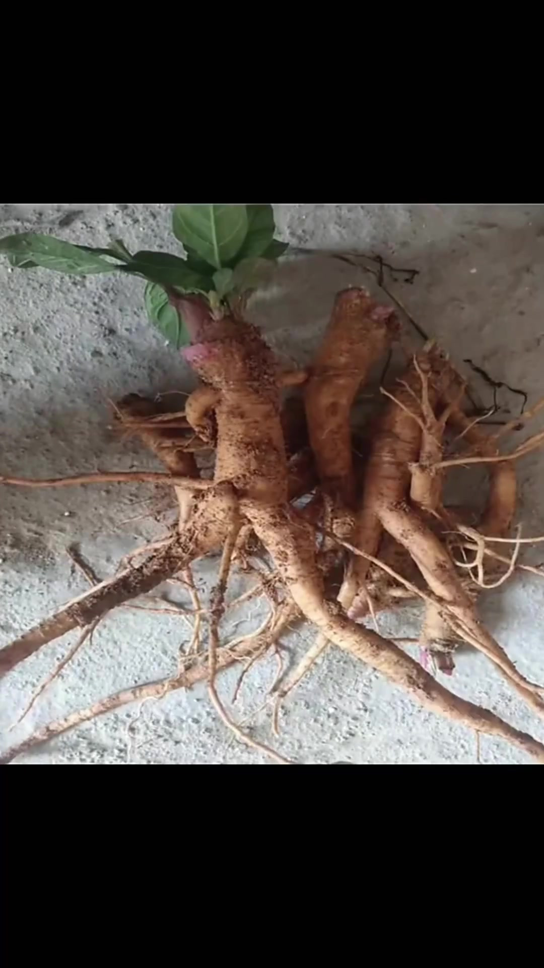 蔊菜也叫辣米菜,辣白菜,是可食用的野菜