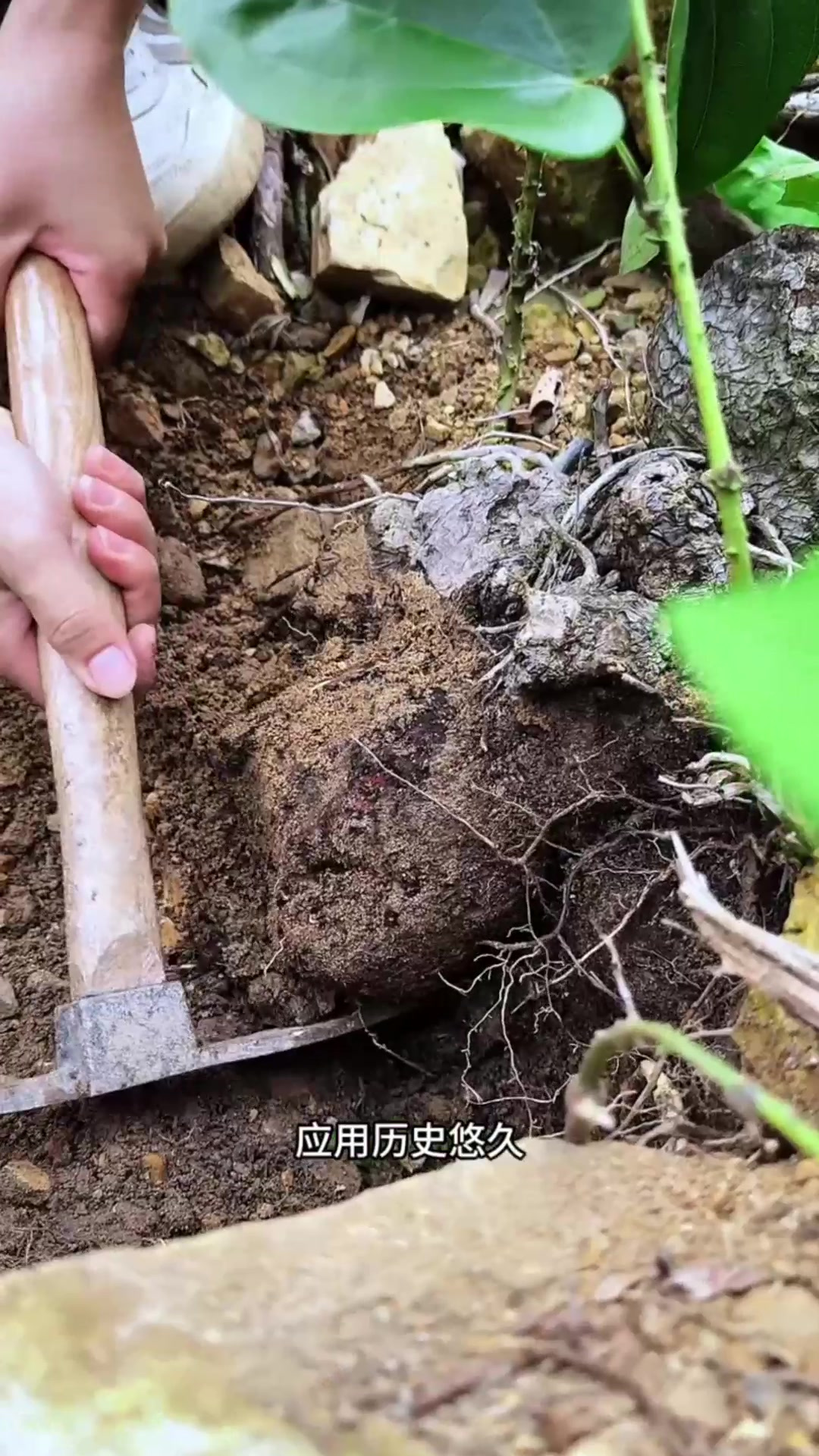 薯莨,又名鸡血莲、朱砂莲,古时候的薯茛可是重要的染色原料