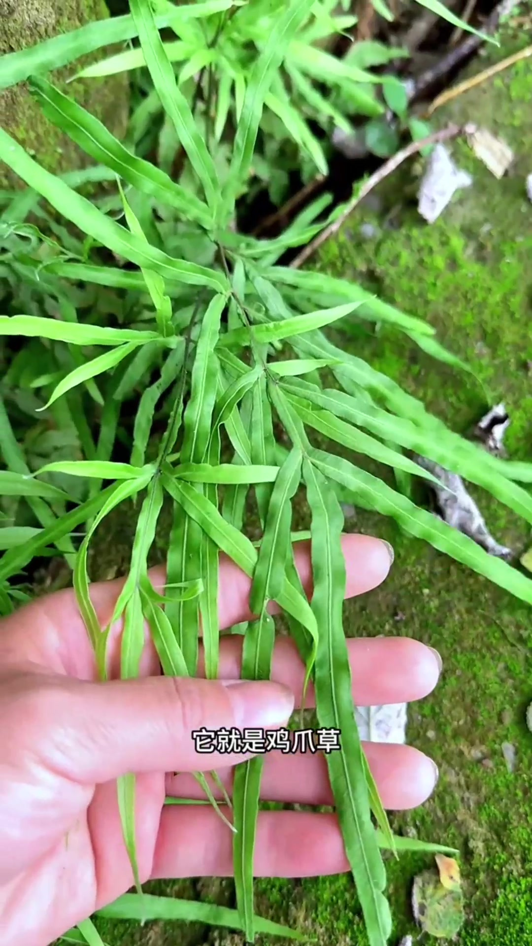 菜地里的车前菜,也叫车轮菜、车轱辘菜,农村人常把它采回家