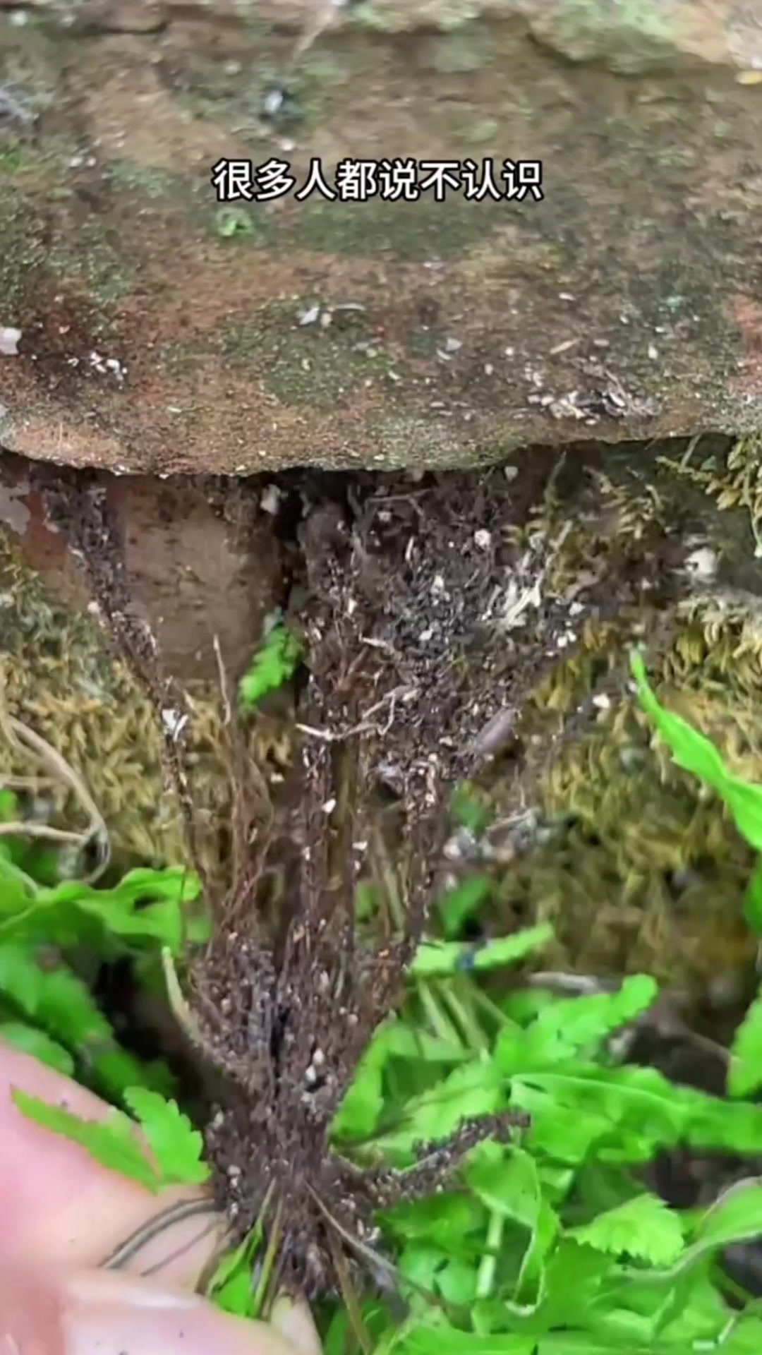 生长在墙缝的凤尾草,叶子像鸡的爪子,农村人把它采回家