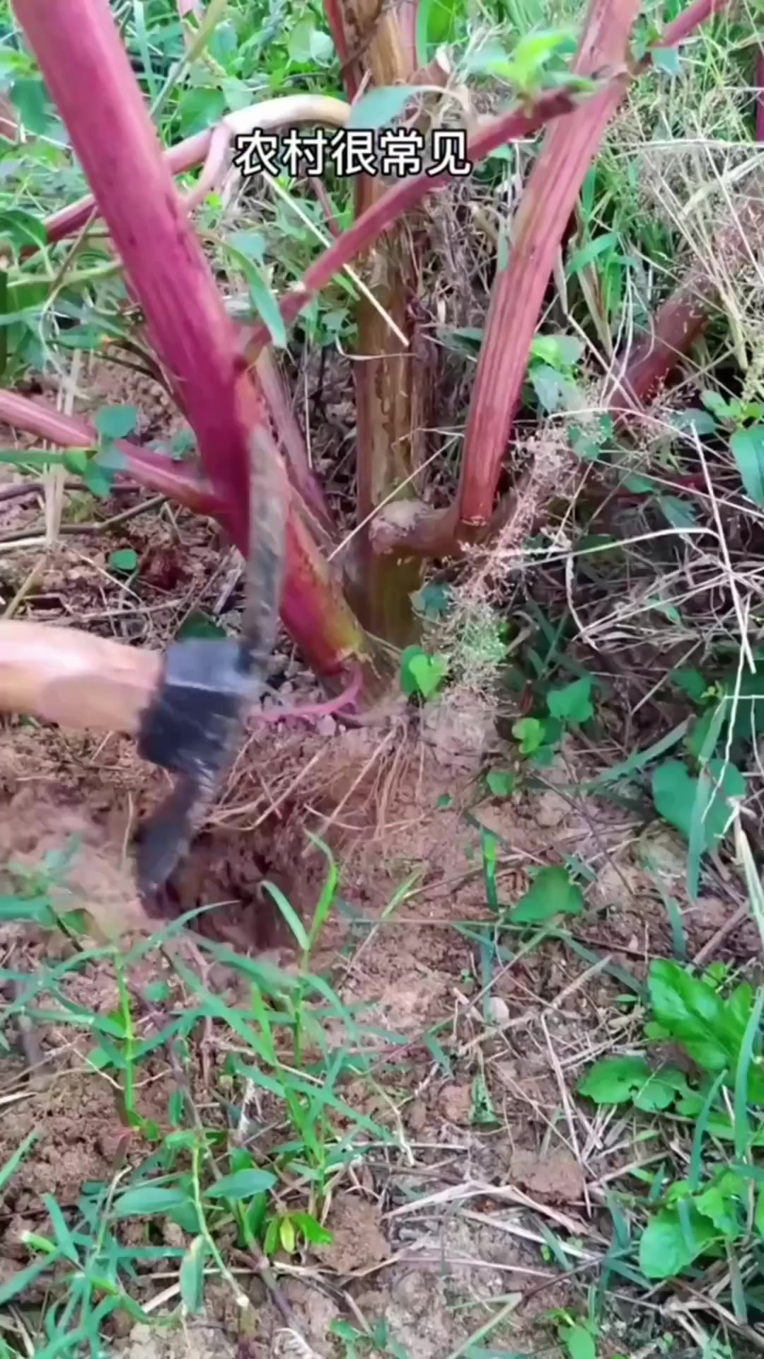 农村的刺苋菜,你见过吗?村民常常采挖它