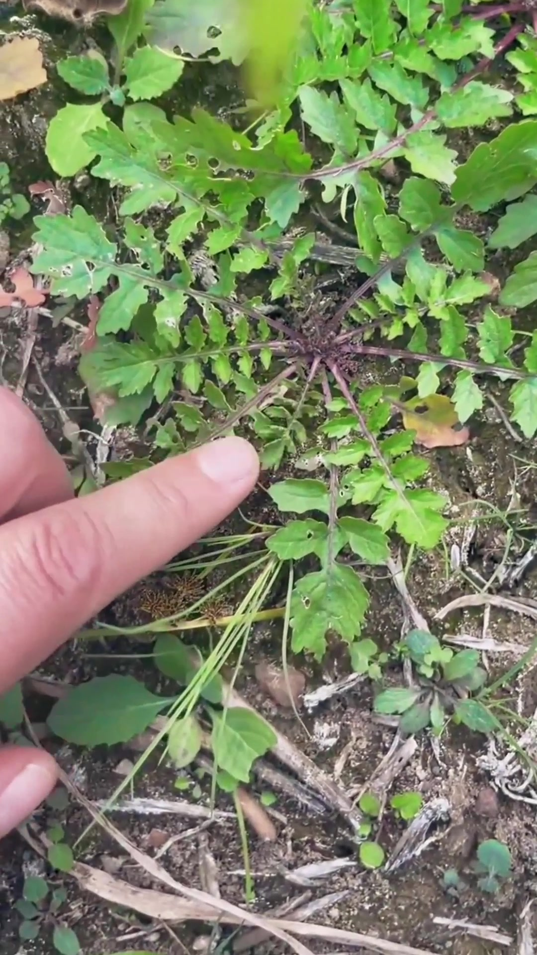 这个植物是蔊菜,也叫它水荠菜
