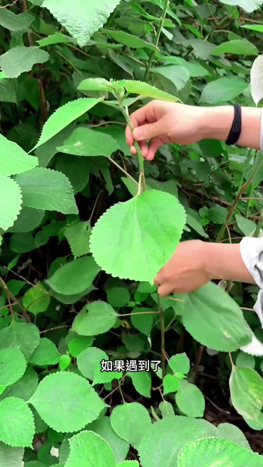 刺苋菜,也叫野苋菜,我们家乡人常收采它的花絮