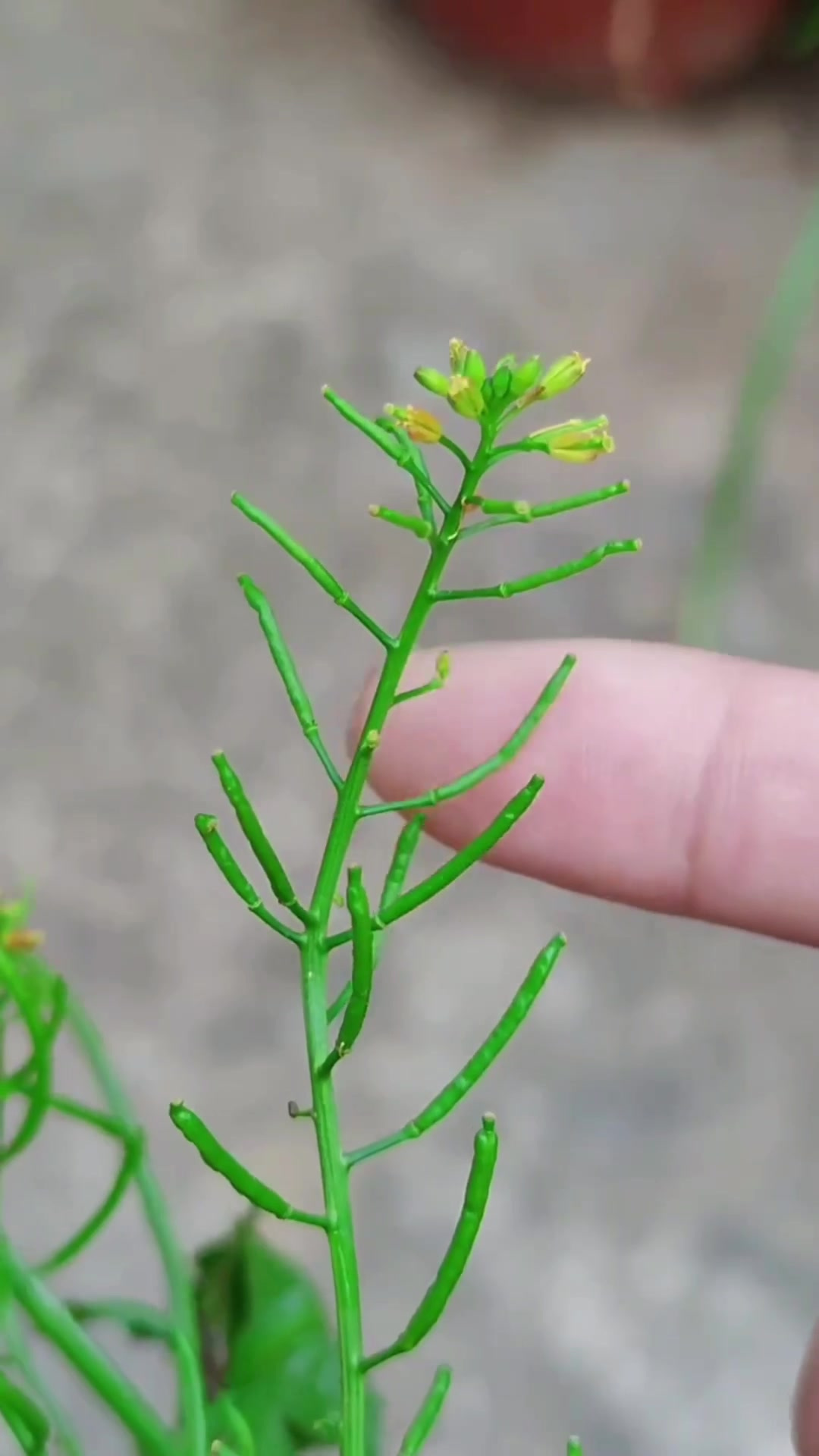 你见过野油菜吗?农村人常把它挖回家,寻找它也有方法