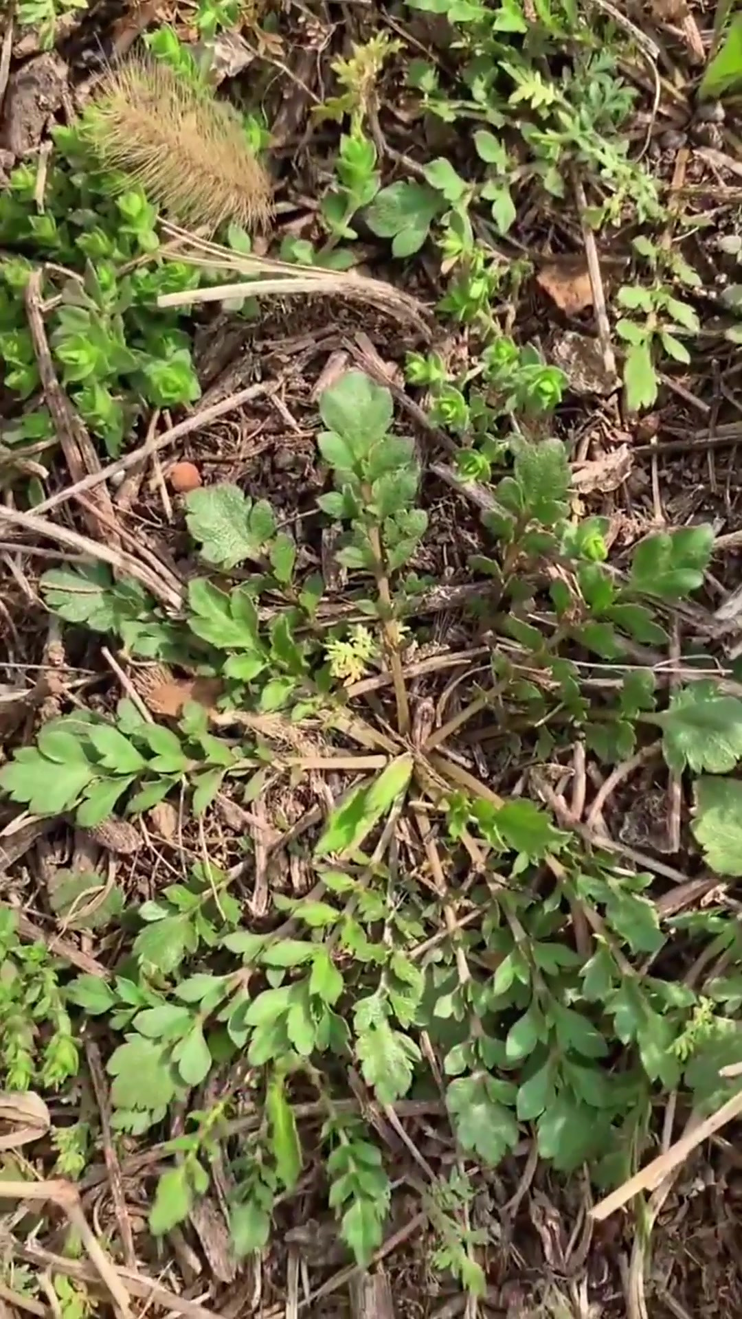 植物知识之蔊菜,听我来讲
