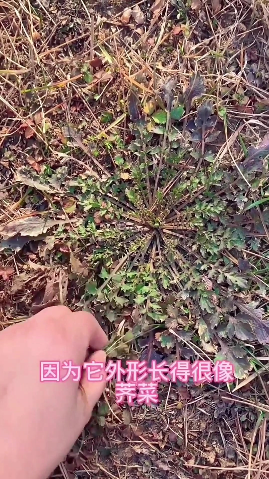 植物知识之蔊菜,听我来说