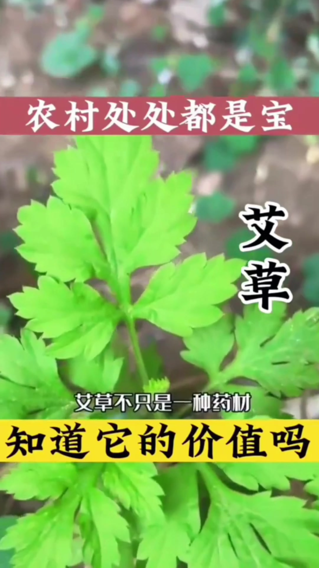 开小黄花的黄鹌菜,别名野青菜,农村人常采挖这种植物