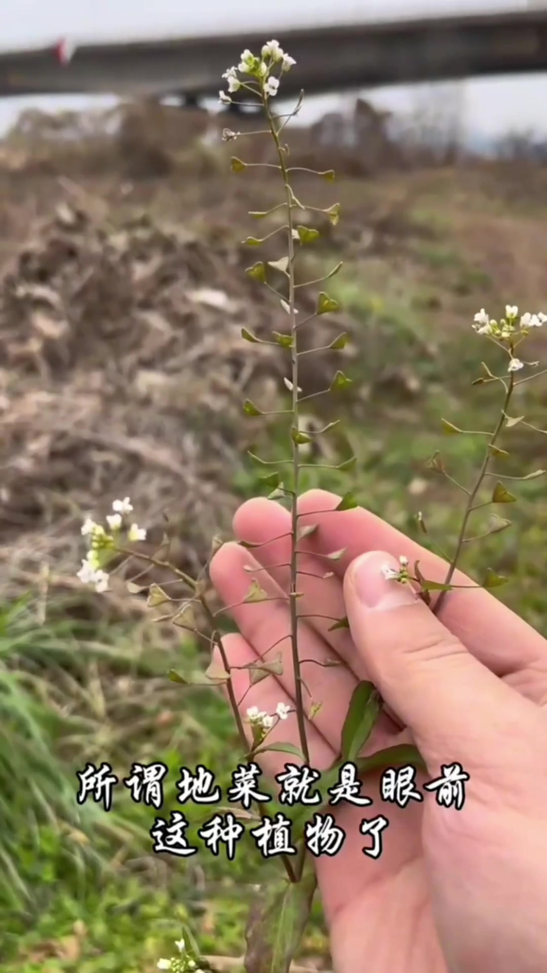 薄荷,别名鱼香草,有浓浓香气,农村人常剪取它的叶子