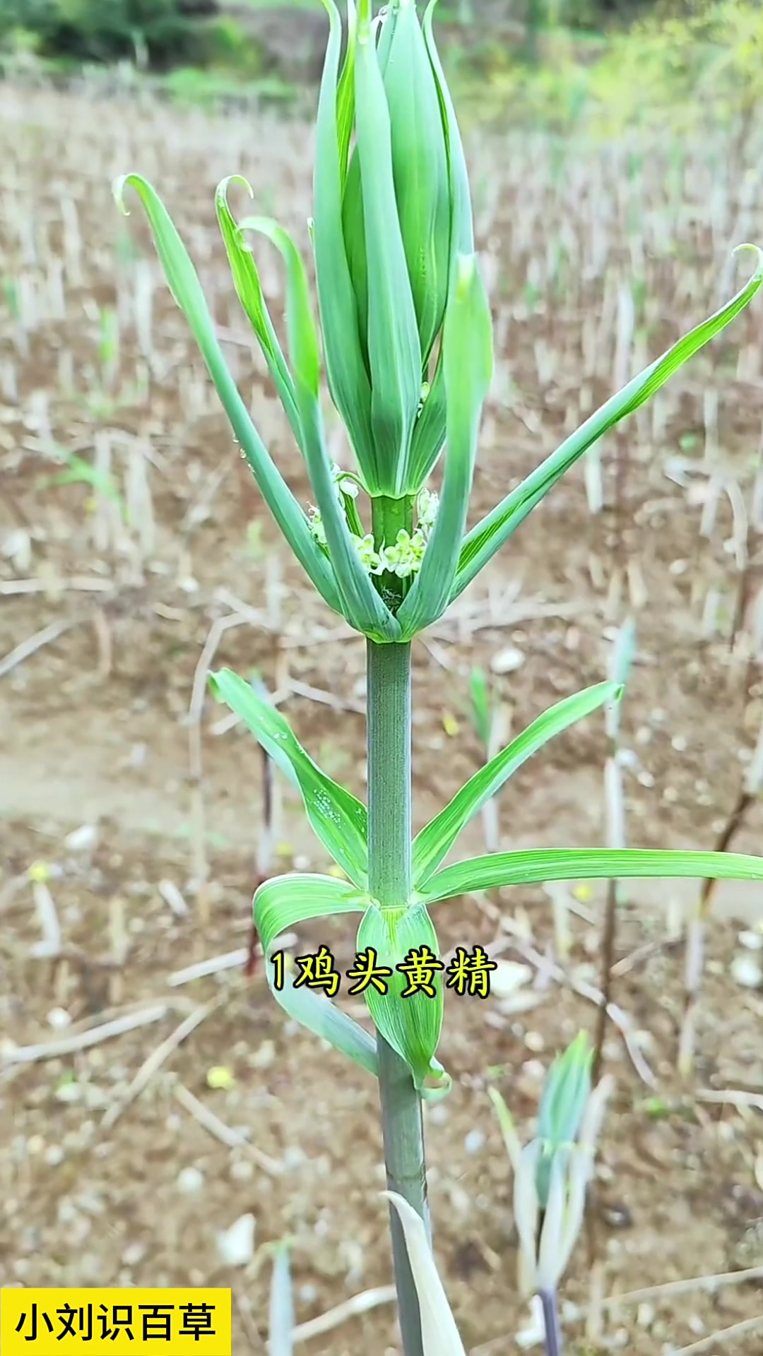 本草植物是老祖宗留下的瑰宝,这100种中草拍摄了一年的时间