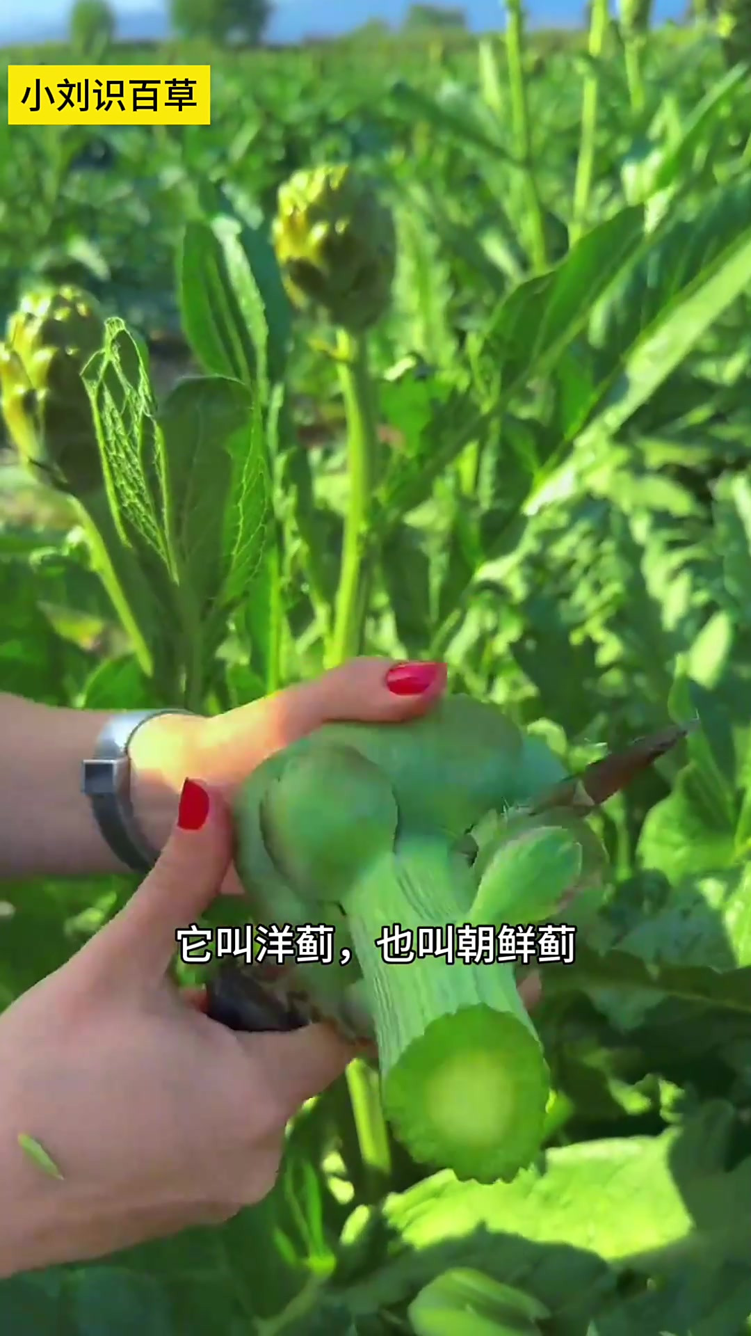两亩地炒一盘菜——洋蓟