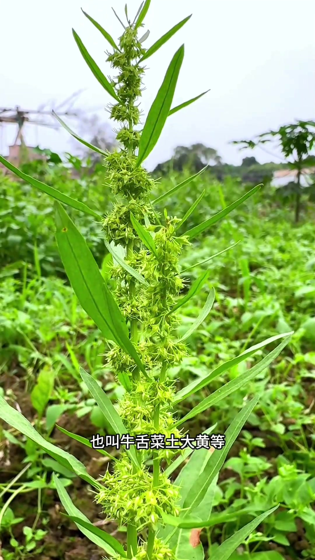 野菠菜你认识吗?你们村里人会采摘它的花朵回来晒干。植物科普