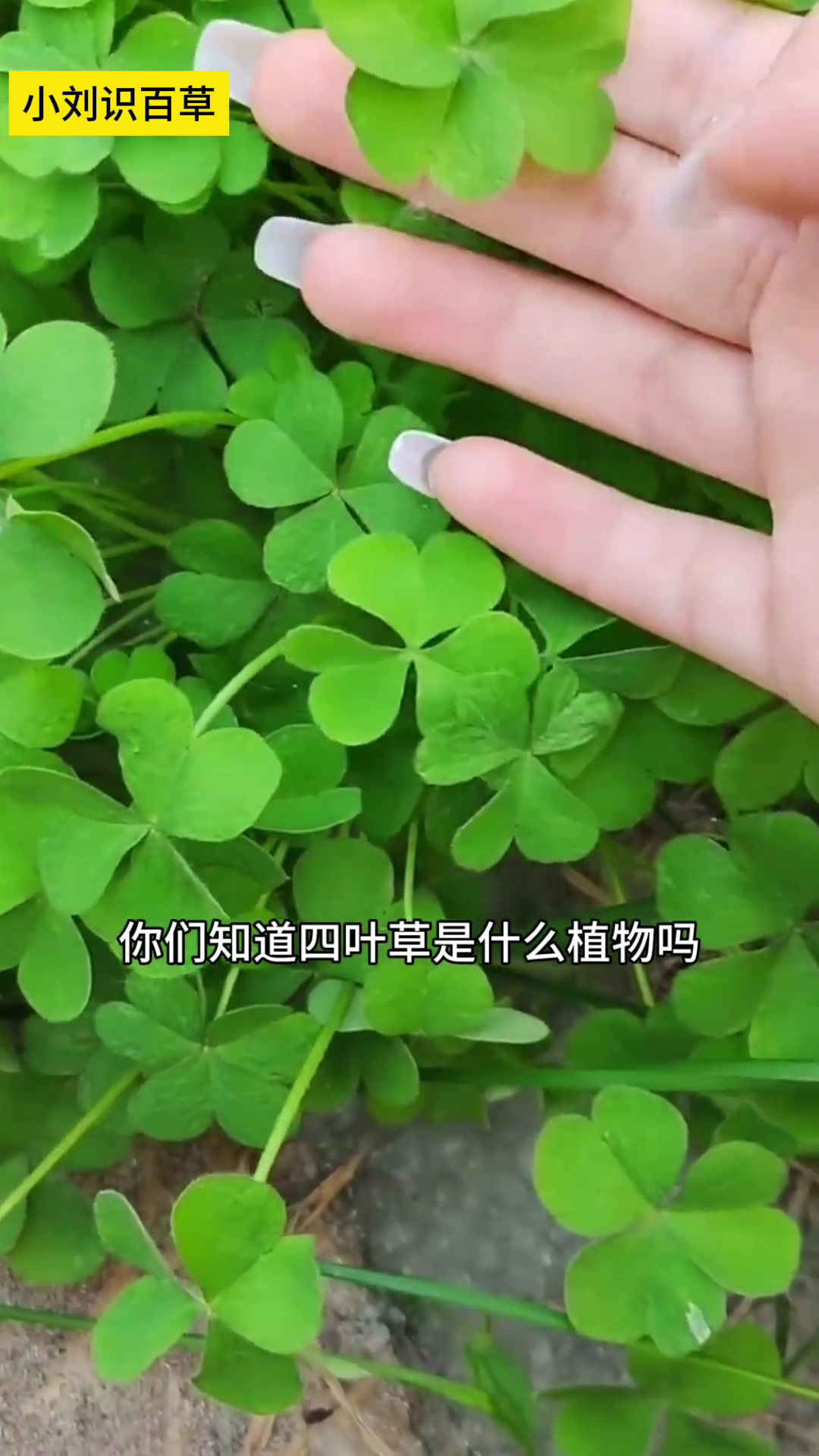 在猴面包树里面做酒吧 最大的猴面包树,已有6000年历史