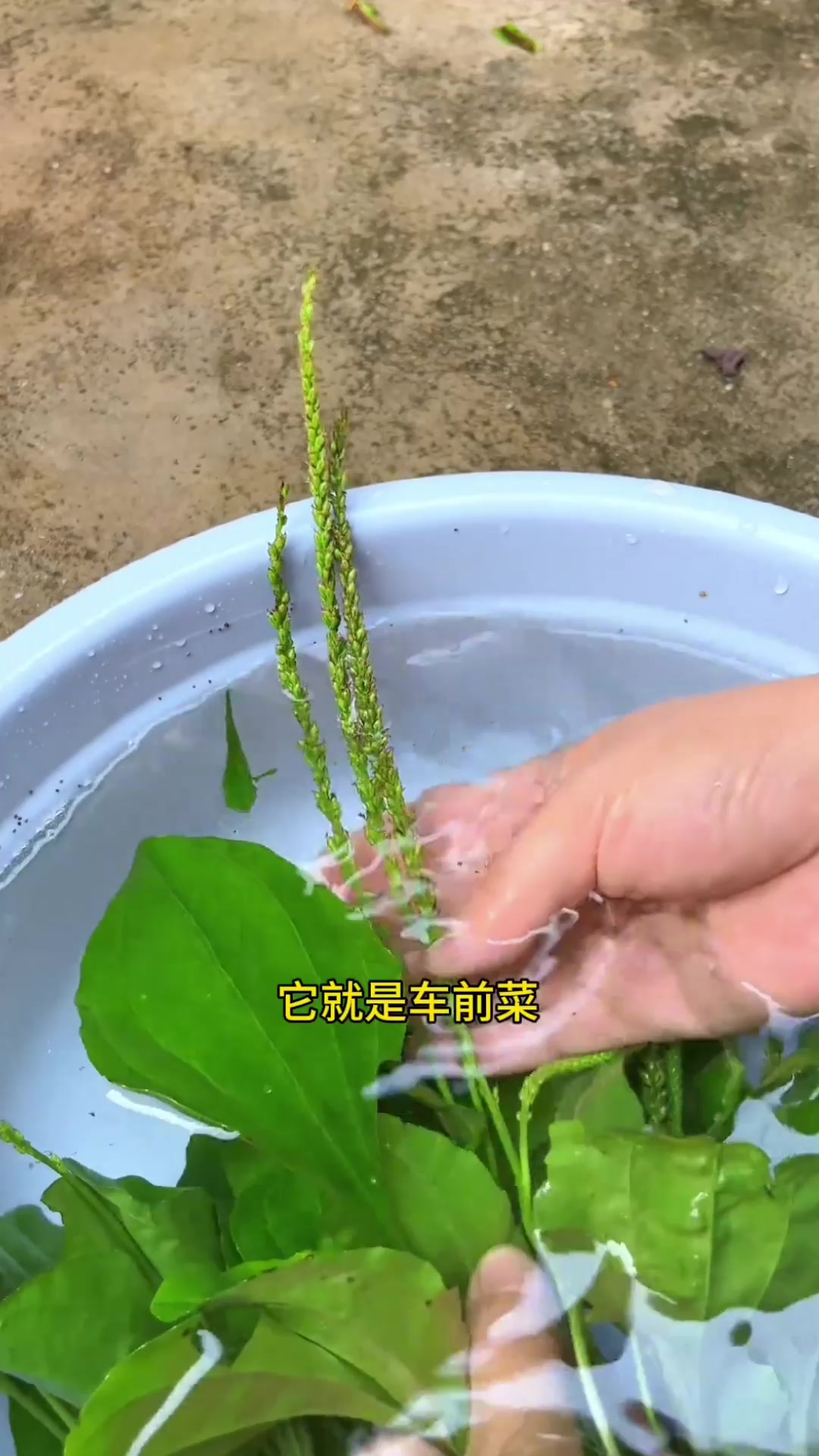 车前菜又有人叫它车前草,虾蟆衣、猪耳朵等,你的家乡又叫它什么